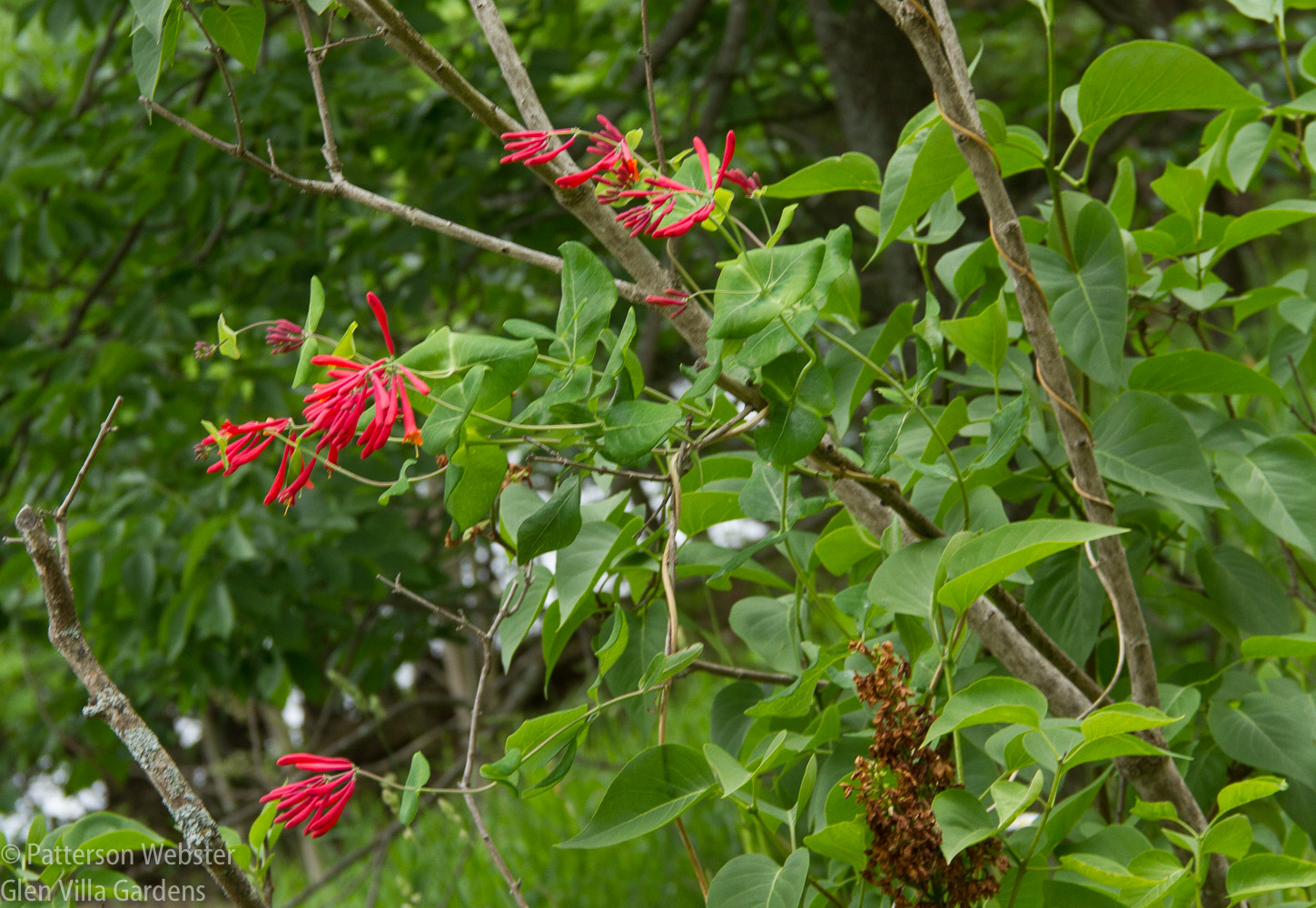 I planted this honeysuckle (Lonicera sempervirens 'Major Wheeler') in 2012. This is the first year it has bloomed well. Is a warmer climate the reason?