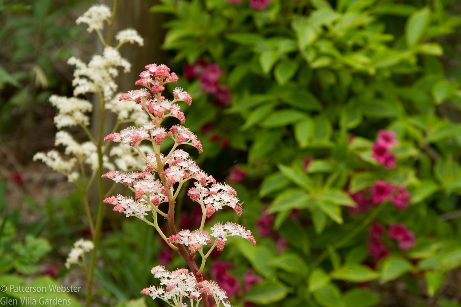 Rodgersia is pink around the edges... I haven't noticed that on the plants before this year.
