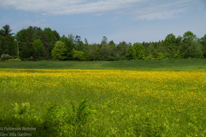 The Upper Field at Glen Villa is a what dieticians argue against, butter spread thick on the ground. The Upper Field at Glen Villa is a what dieticians argue against, butter spread thick on the ground.