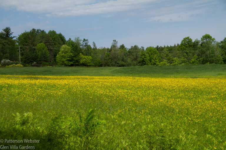 The Upper Field at Glen Villa is a what dieticians argue against, butter spread thick on the ground.