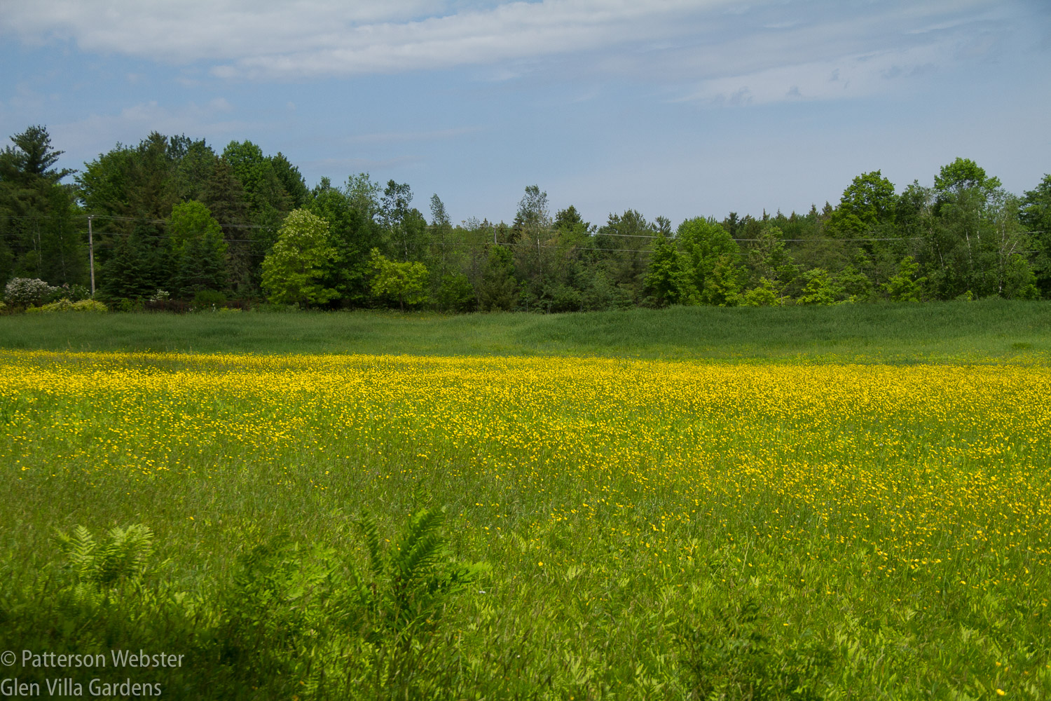 The Upper Field at Glen Villa is a what dieticians argue against, butter spread thick on the ground.