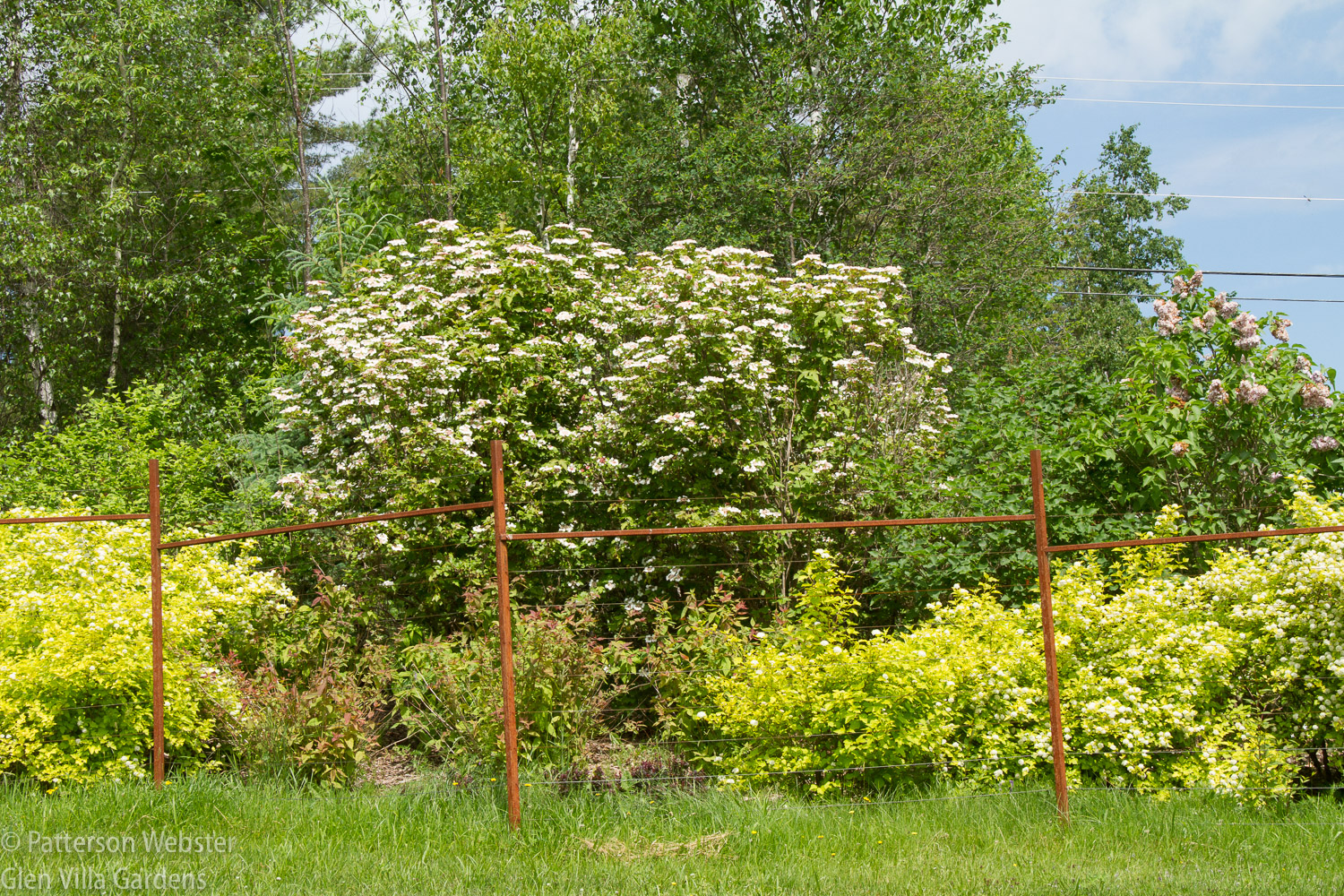 Viburnum sargemtii 'Onondaga' is standing tall. Physocarpus opulifolius 'Golden Dart' is in the foreground.
