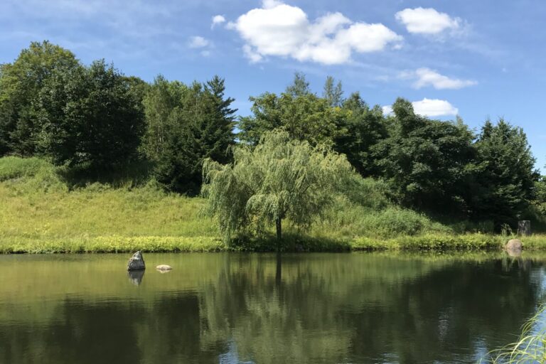 The Skating Pond as photographed by one of the wonderful volunteers.