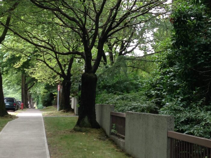 Pollarded trees line one of Kits Pollarded trees line one of Kits