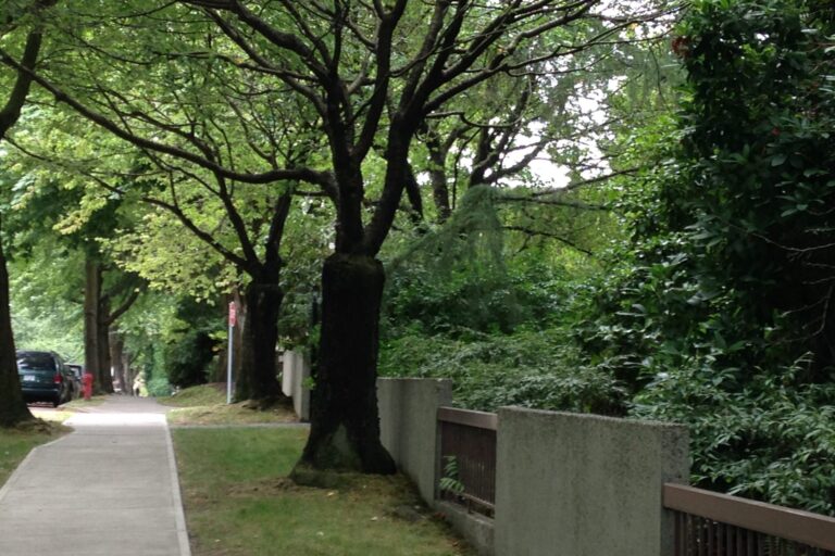 Pollarded trees line one of Kits