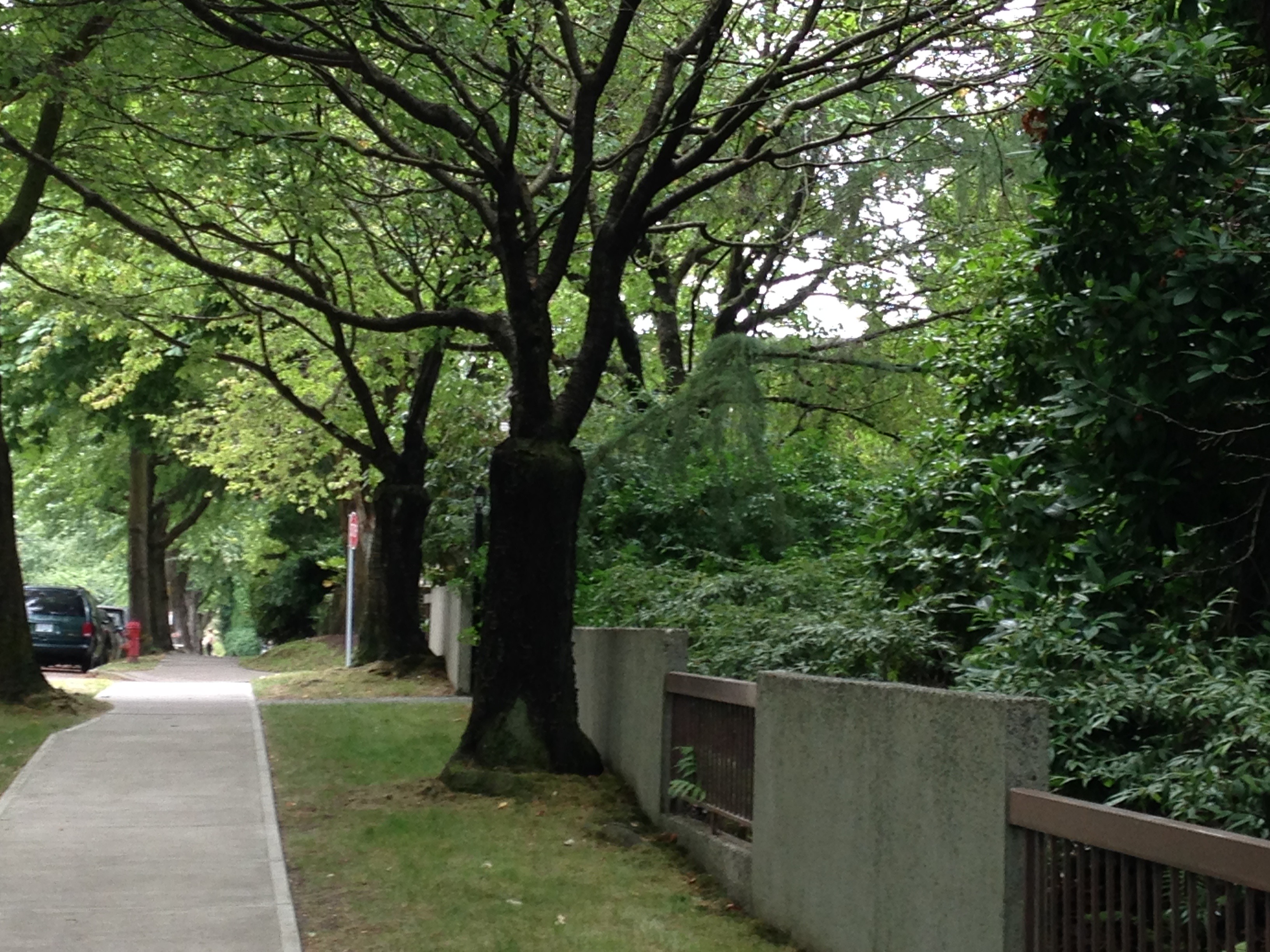Pollarded trees line one of Kits's residential streets. Their shade was very welcomed on a hot day.