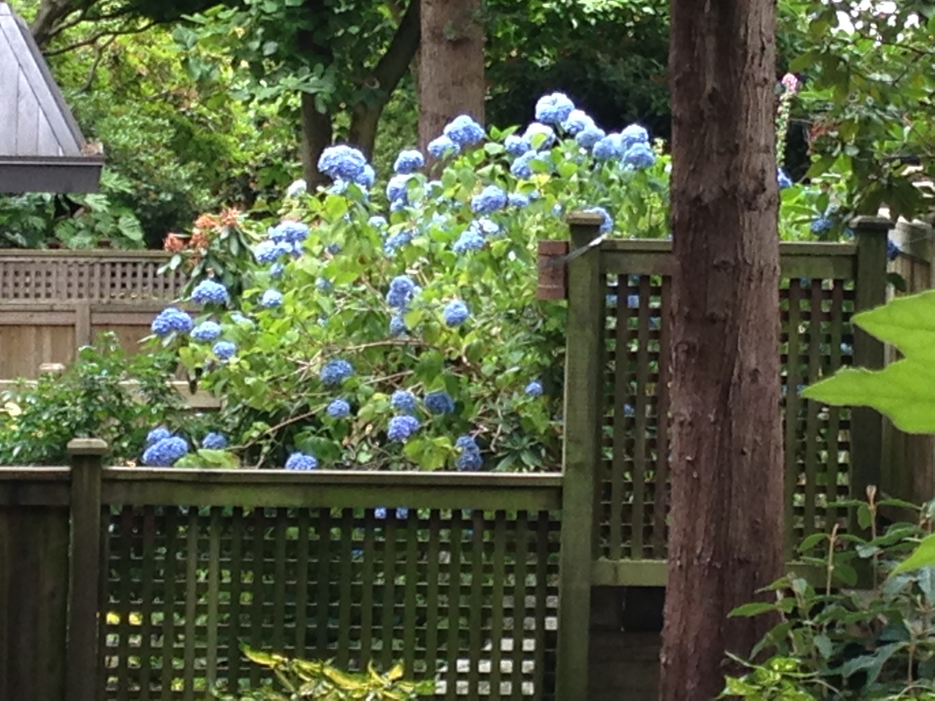 I photographed this hydrangea across several fences with my old I-phone so the quality isn't as good as I'd like. But you get the idea anyway.