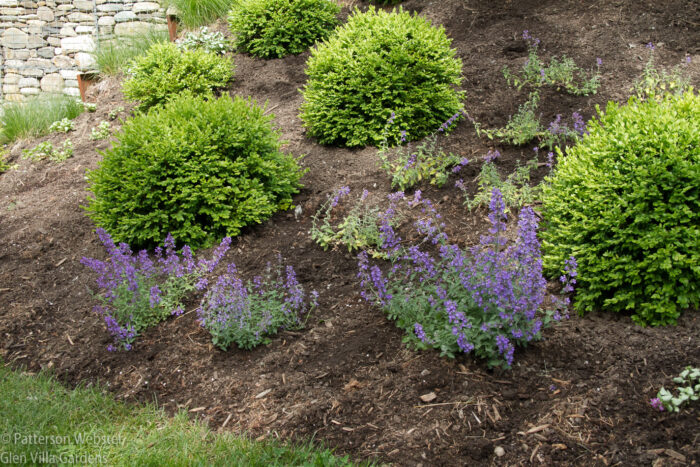 These are the plants I planted last June. They weren These are the plants I planted last June. They weren