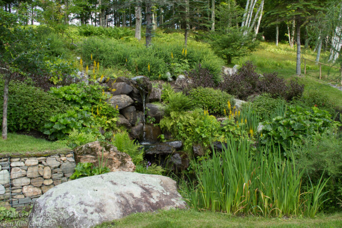 The ligularia add a nice vertical element to the horizontal planting at the Cascade. The ligularia add a nice vertical element to the horizontal planting at the Cascade.