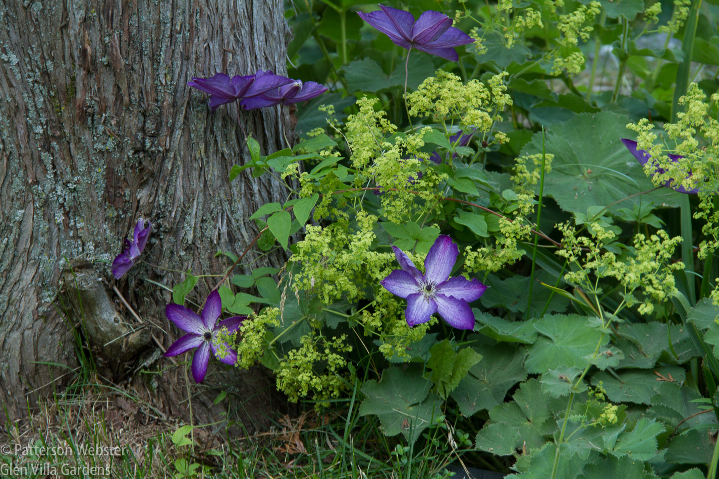 Clematis Violacea Venosa matches well with Achemilla mollis, or Lady's Mantle.