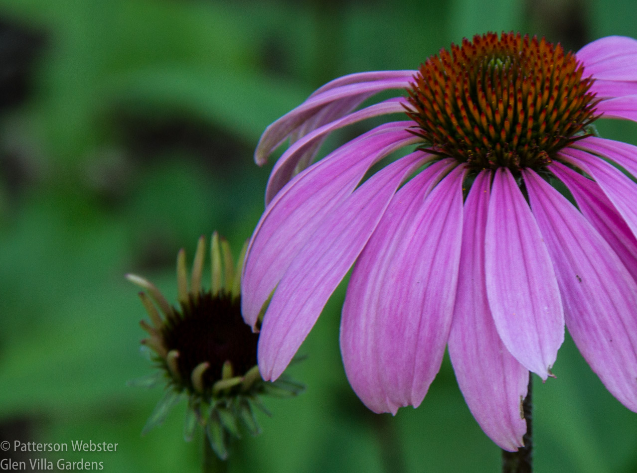 Echinacea now comes in a variety of colours and shapes. I still like the old coneflower the best.