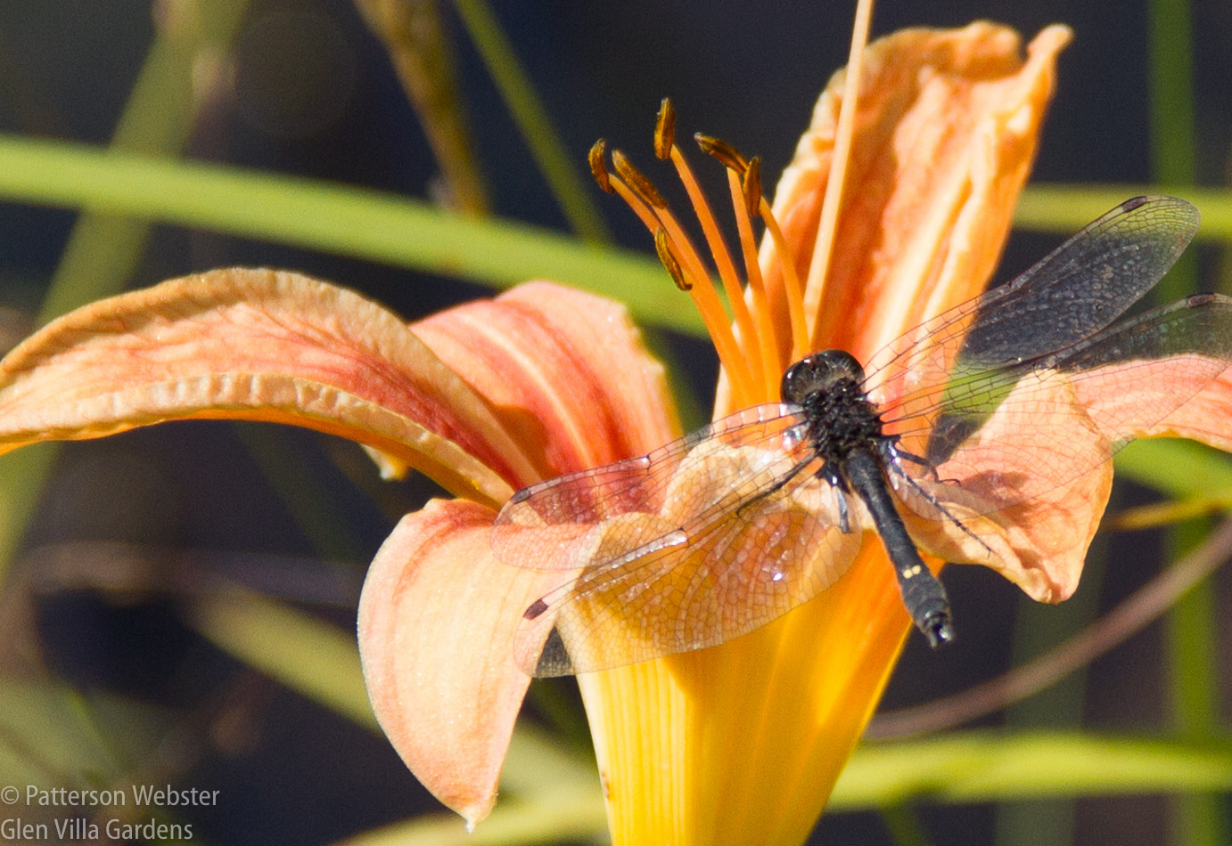 A Canada darner rests on a native day lily beside the Skating Pond.
