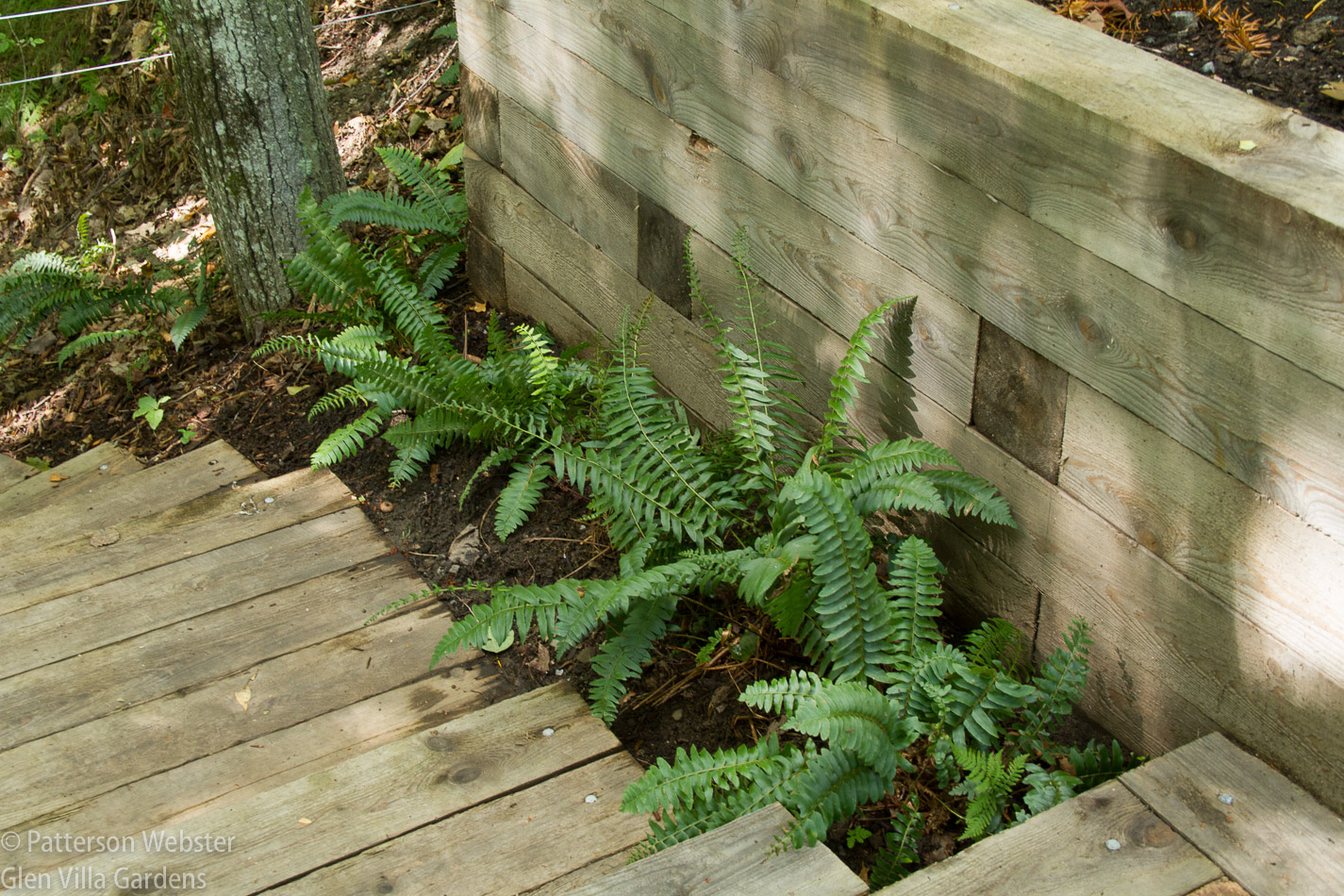 These native ferns are commonly called Christmas ferns because they remain green year round. 