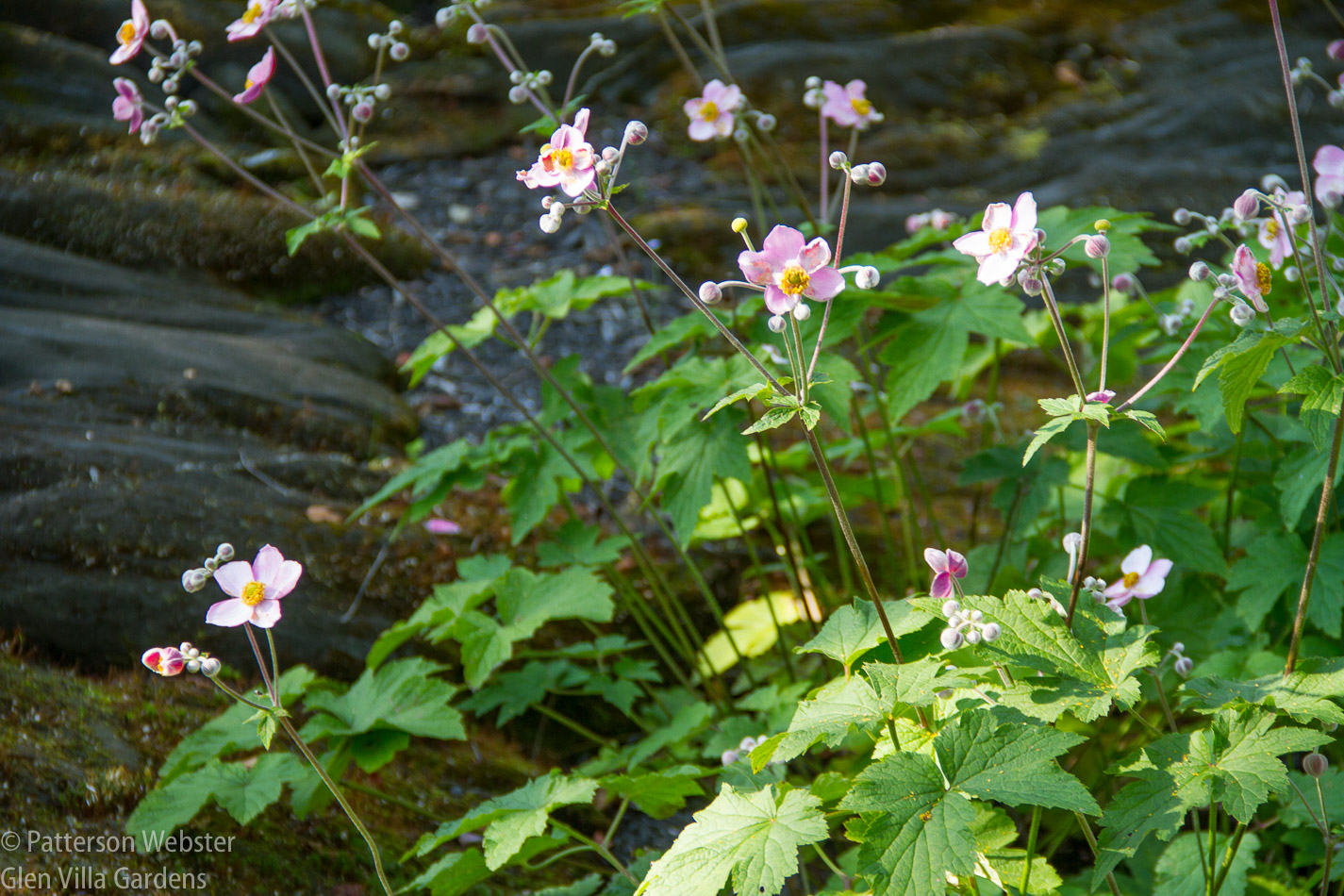 The light wasn't great when I took this photo -- but believe me, the anemones were a soft pink cloud rising above the hard grey stone.