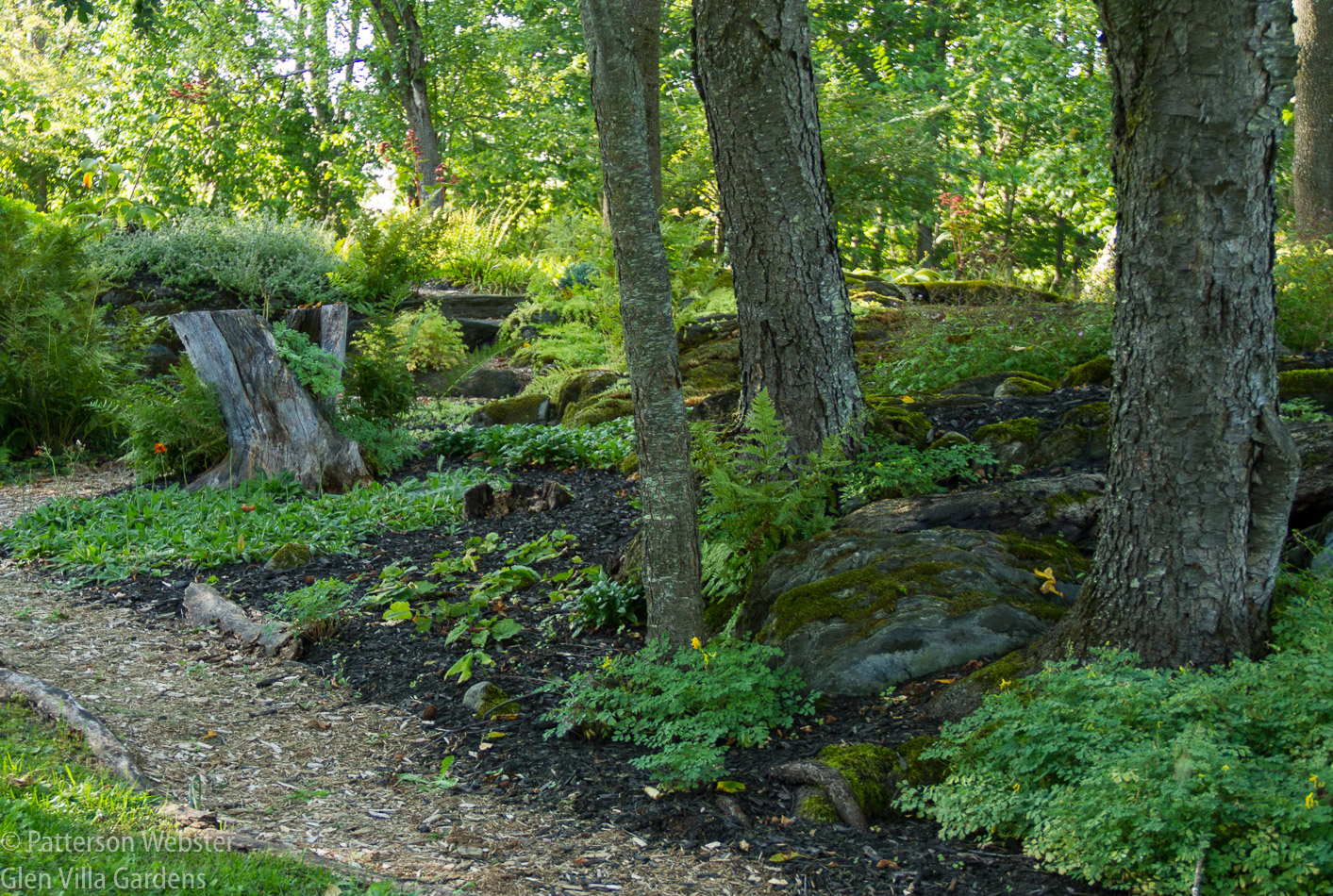 Trees, rocks, carefully chosen plants: these make Michiko's garden special.