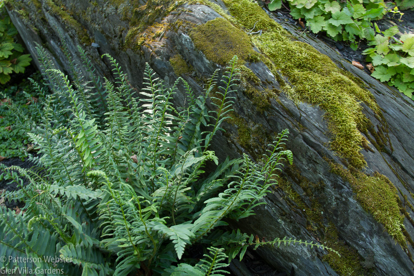 Polystichum, or Christmas fern, is found in shady woodlands throughout the Eastern Townships.