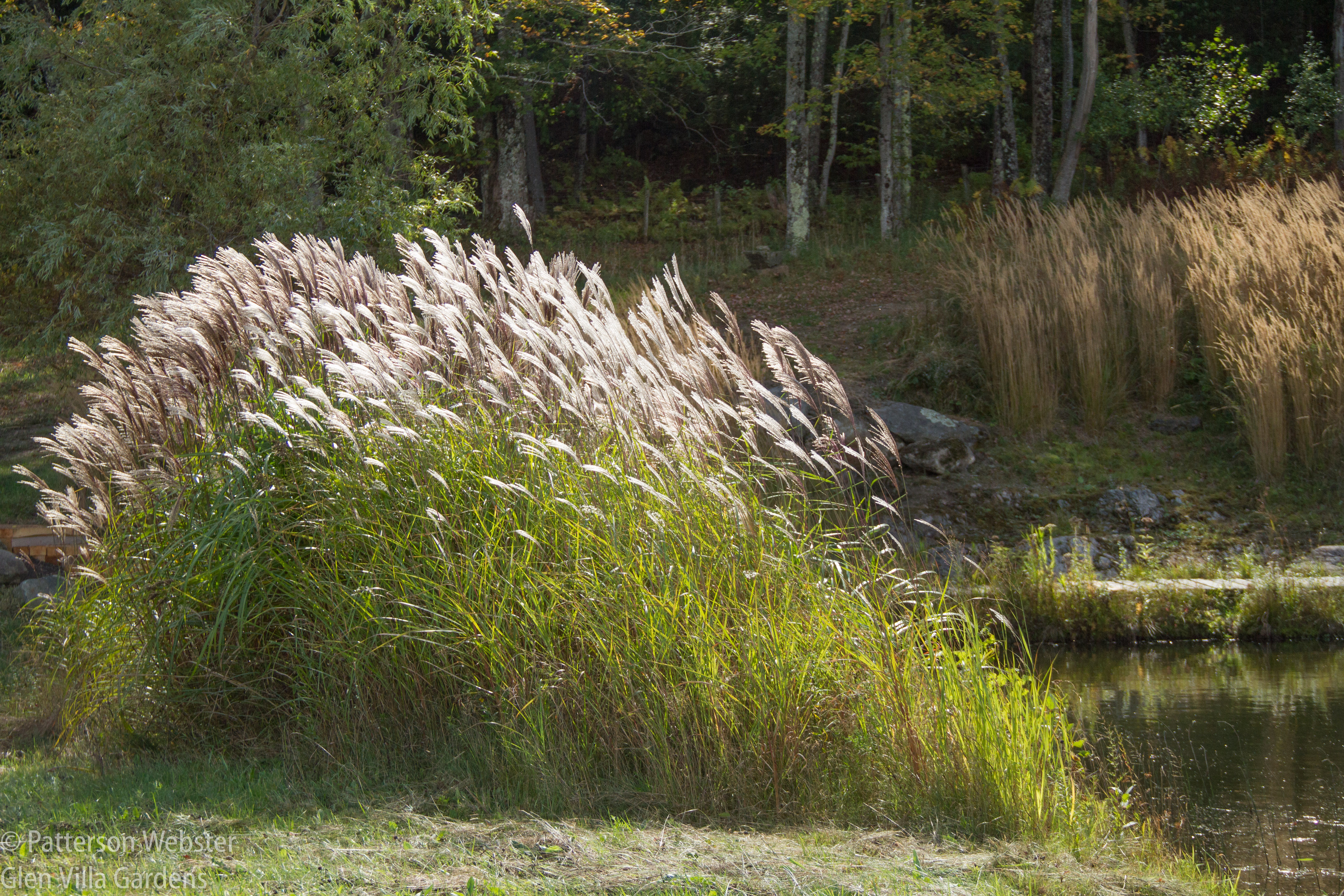 Miscanthus sinensis is at its best in autumn, particularly on a breezy day.