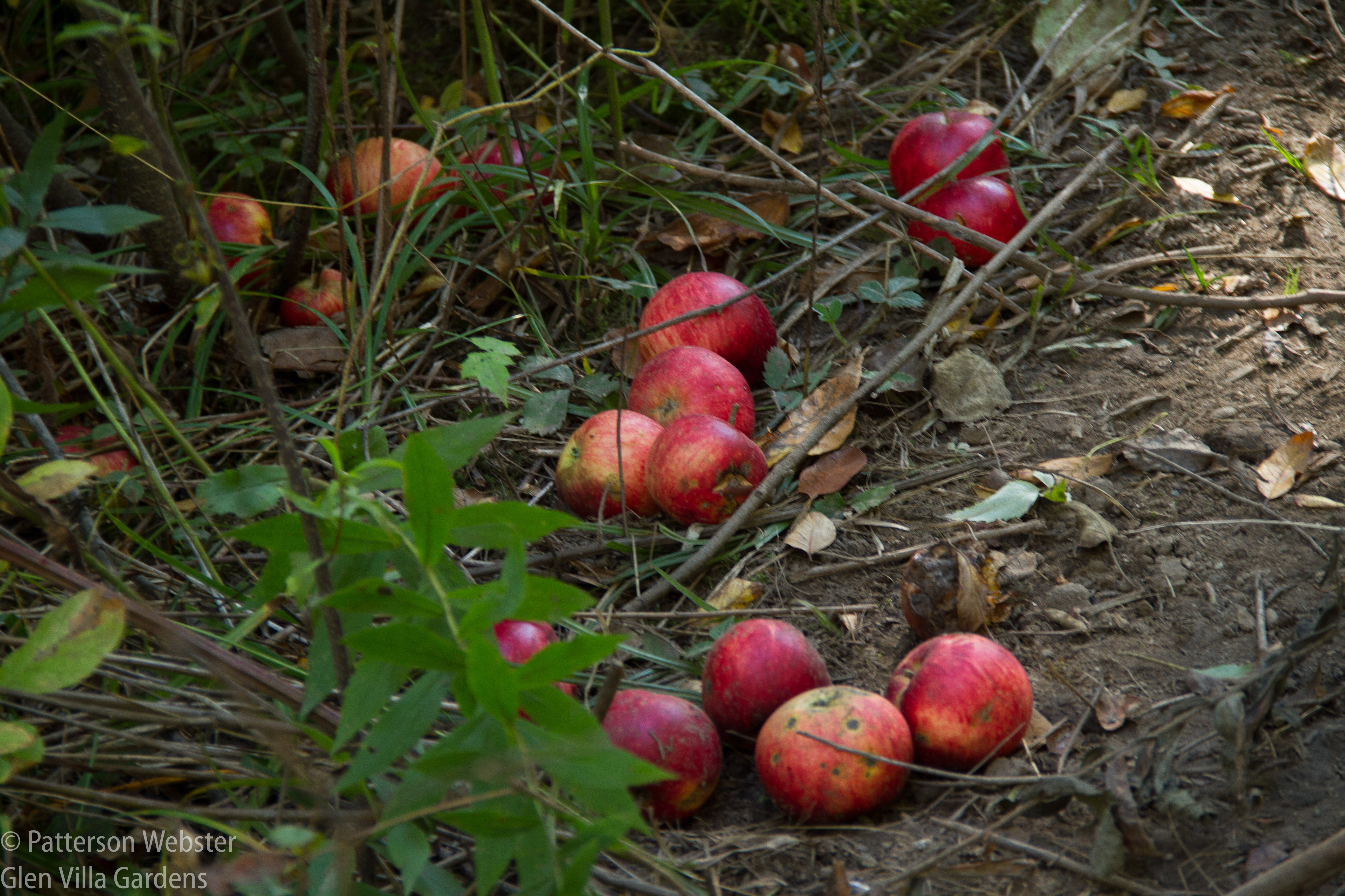 Fallen apples in the woods.