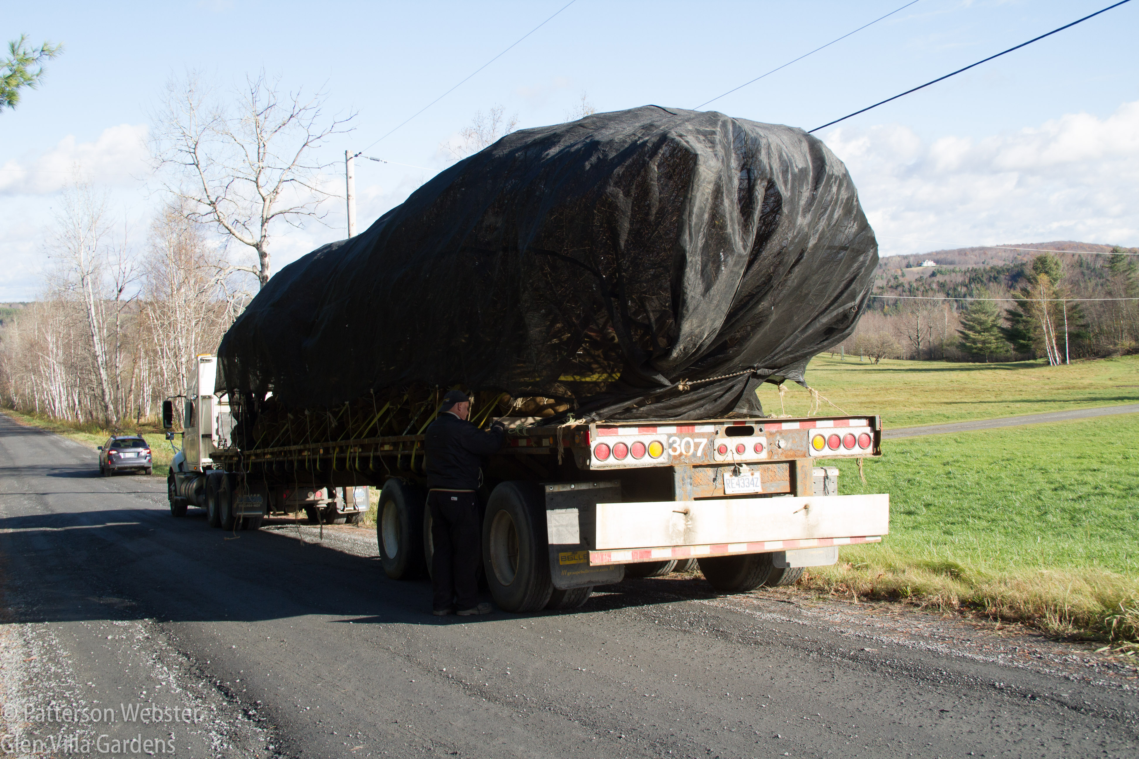The covering protects the trees from wind damage. Does anyone else think it looks like a very large hair net?
