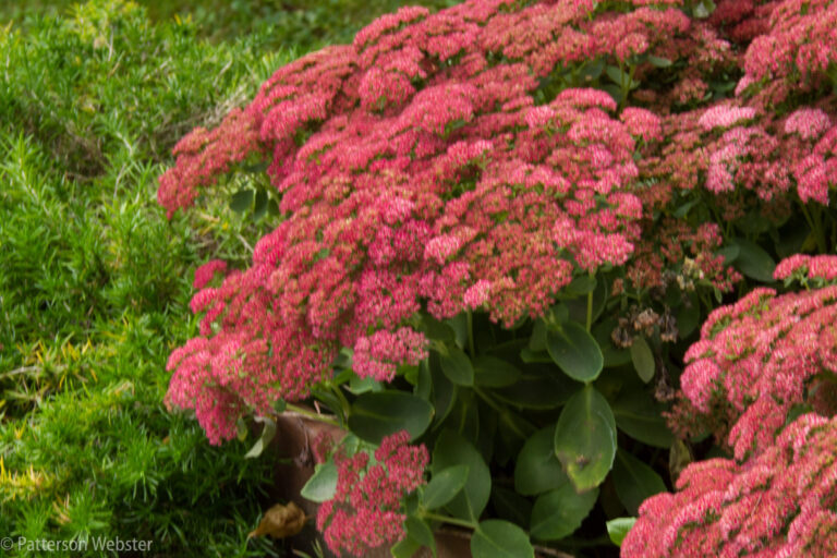 Sedum
