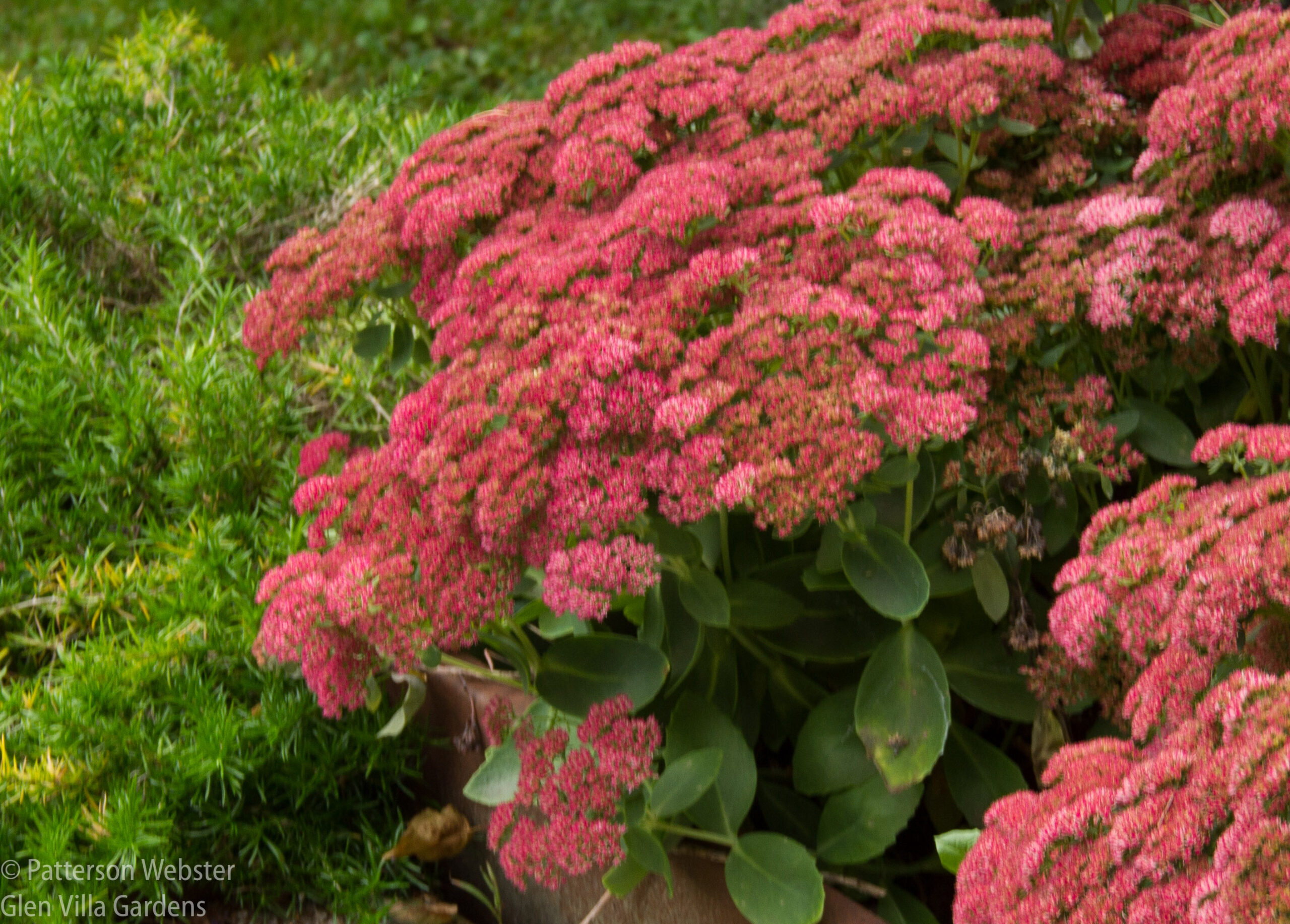 Sedum