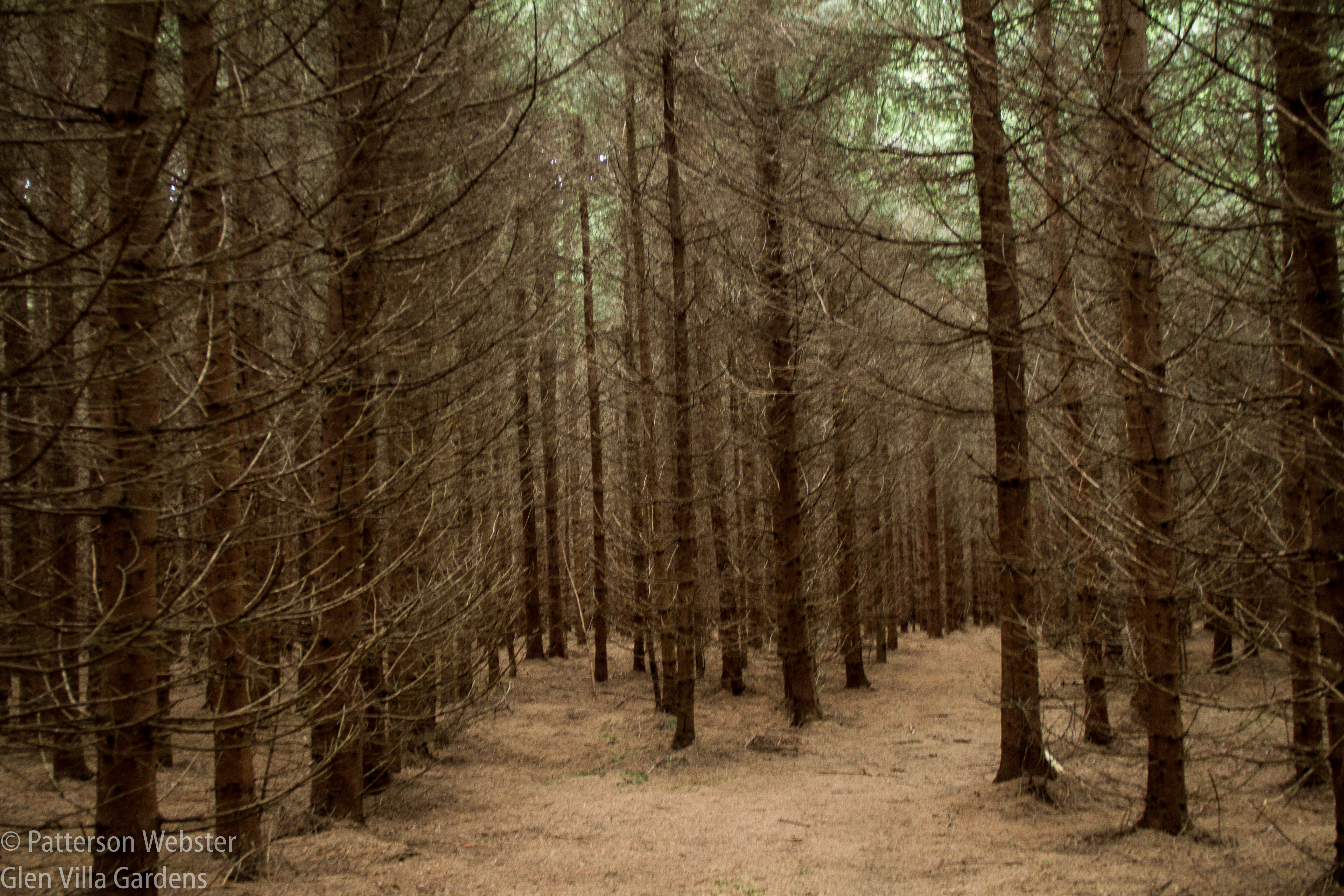 This forest of tall pines looks ghostly when photographed. 