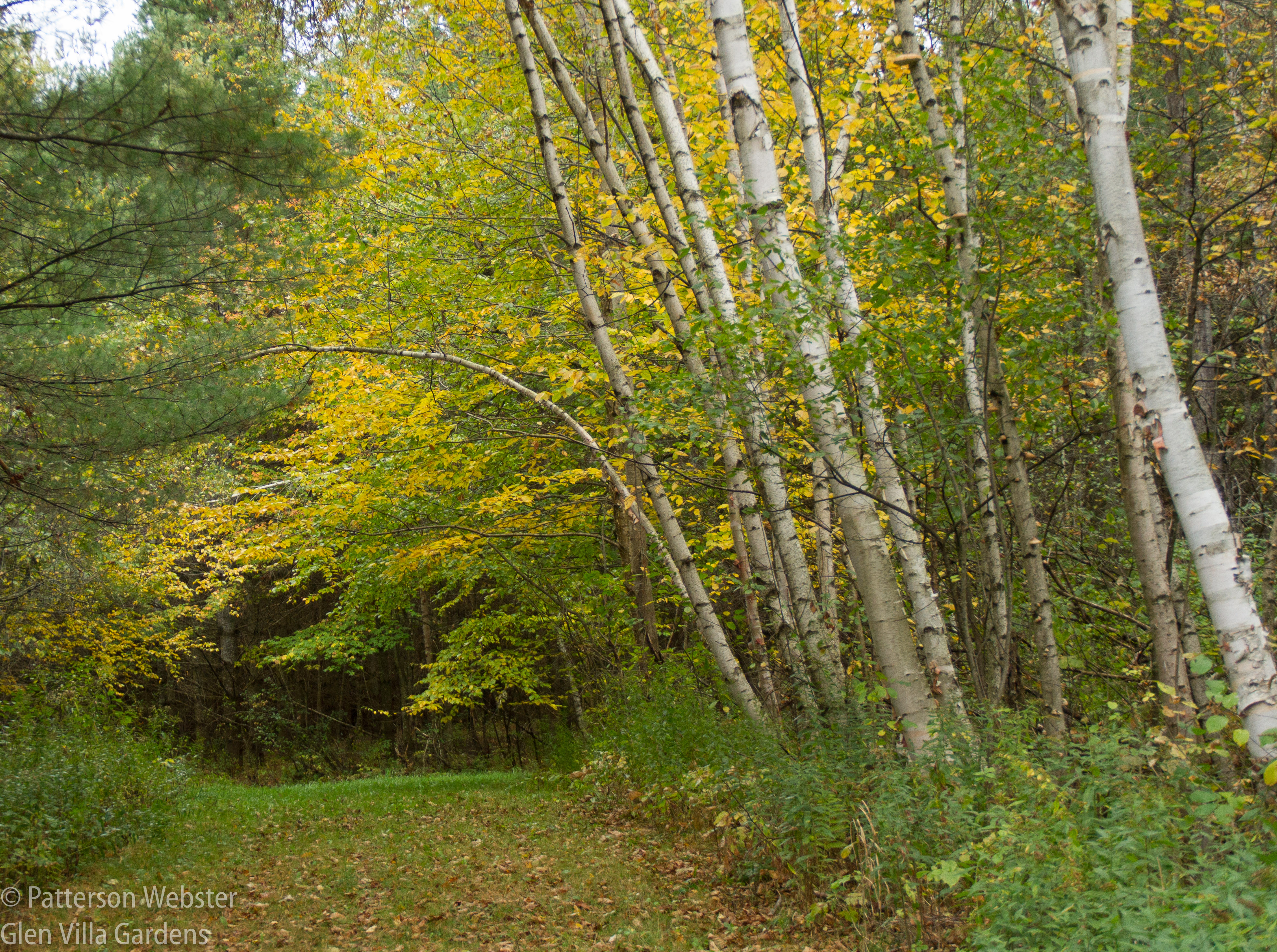 White birch trunks are common in the Eastern Townships of Quebec.