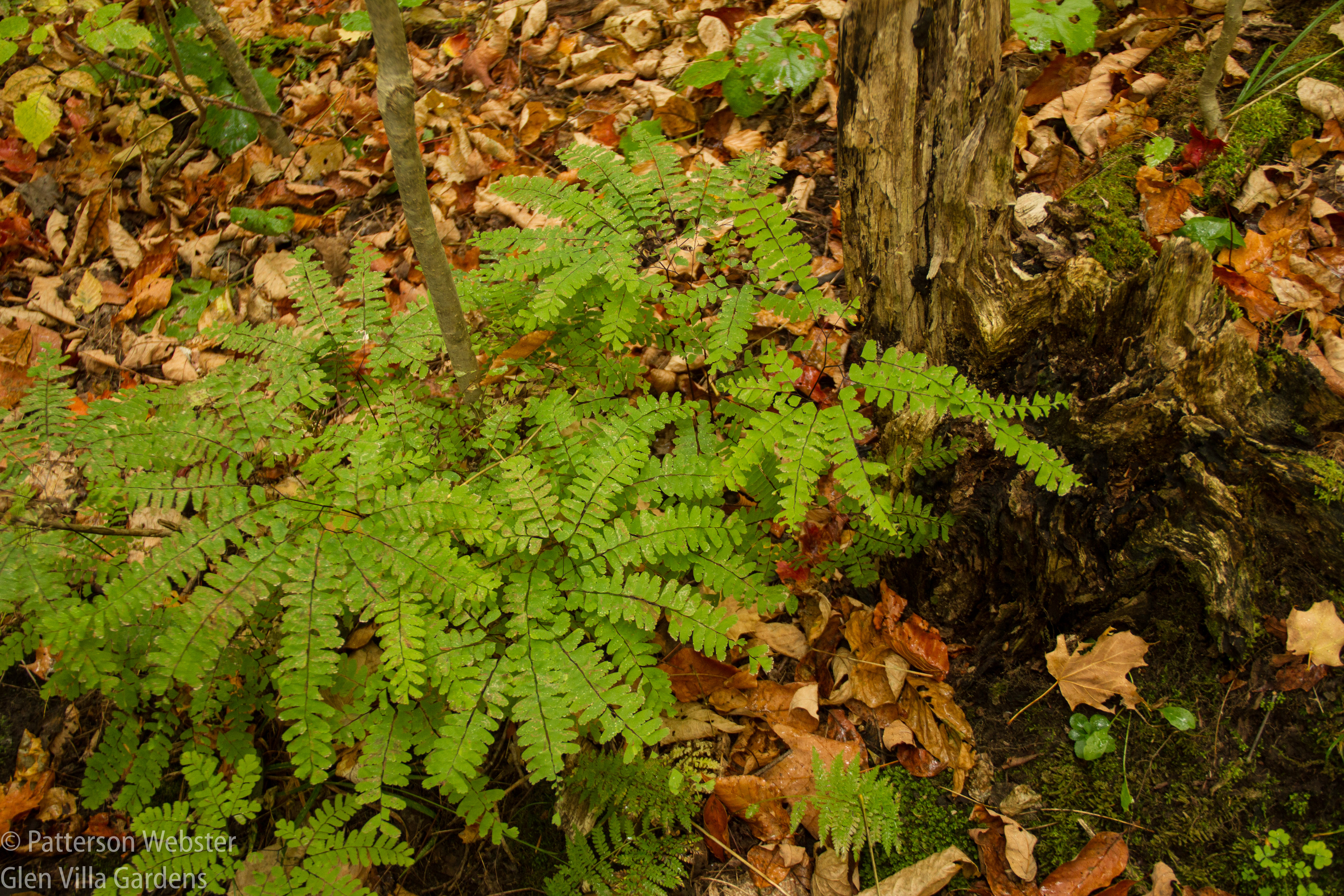 Maidenhair ferns still retain their colouring. 