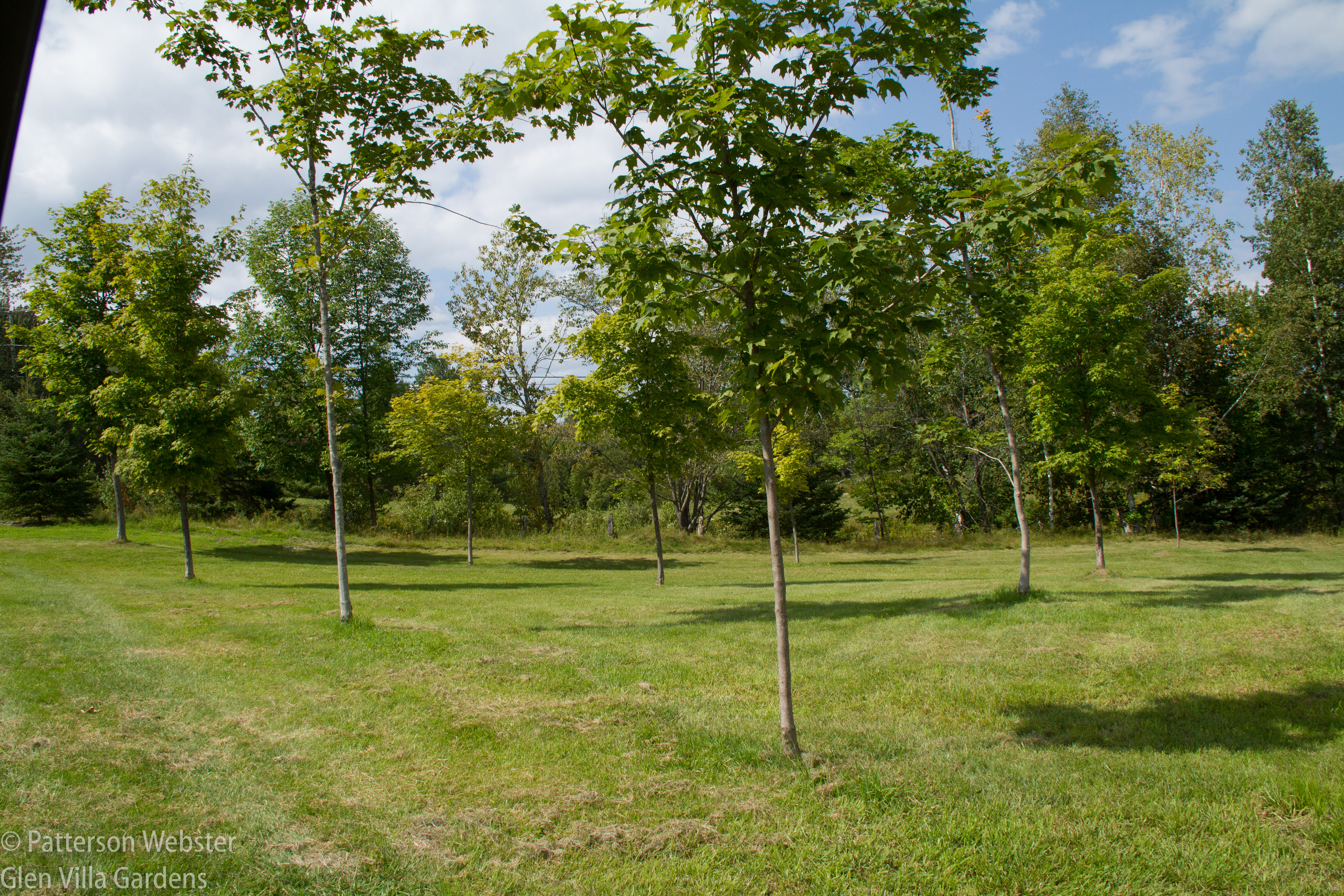 Ten maple trees mark the birth of ten grandchildren.
