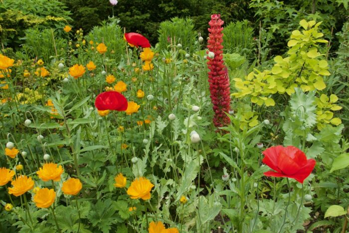 Vivid colours appear in the hot border. Contrasts are more subtle in the cool-toned border but are still dynamic and inventive. Vivid colours appear in the hot border. Contrasts are more subtle in the cool-toned border but are still dynamic and inventive.