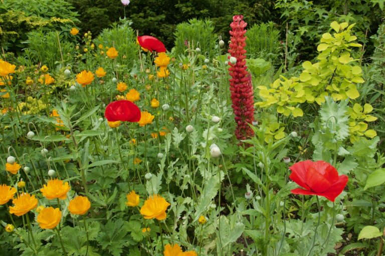 Vivid colours appear in the hot border. Contrasts are more subtle in the cool-toned border but are still dynamic and inventive.