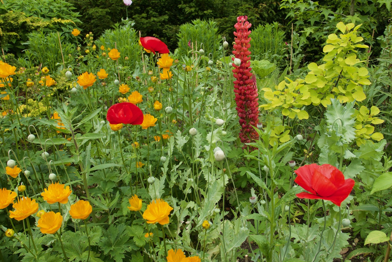 Vivid colours appear in the hot border. Contrasts are more subtle in the cool-toned border but are still dynamic and inventive.