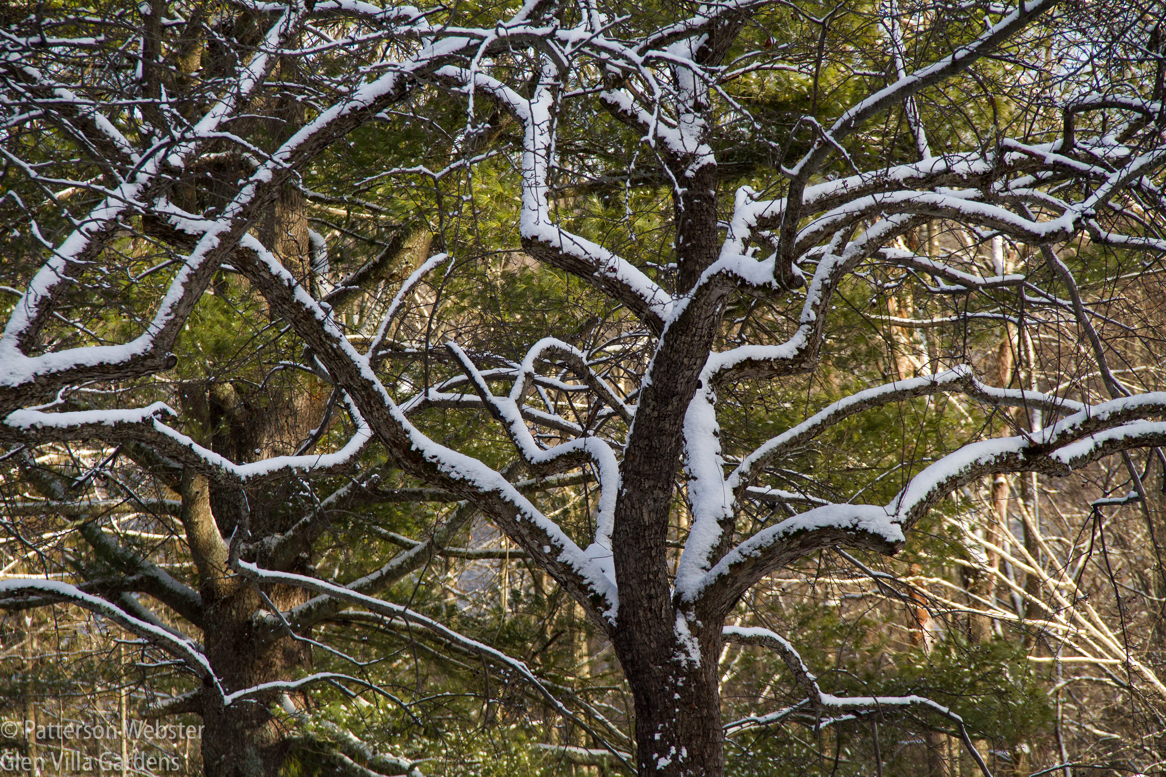 The shape of the crabapple tree becomes dramatic when outlined with snow.