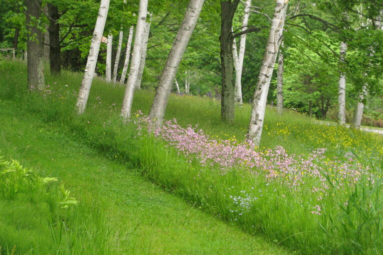 Ragged robin, lupins and buttercups edge the path that leads to the China Terrace, the re-creation of Glen Villa Inn.
