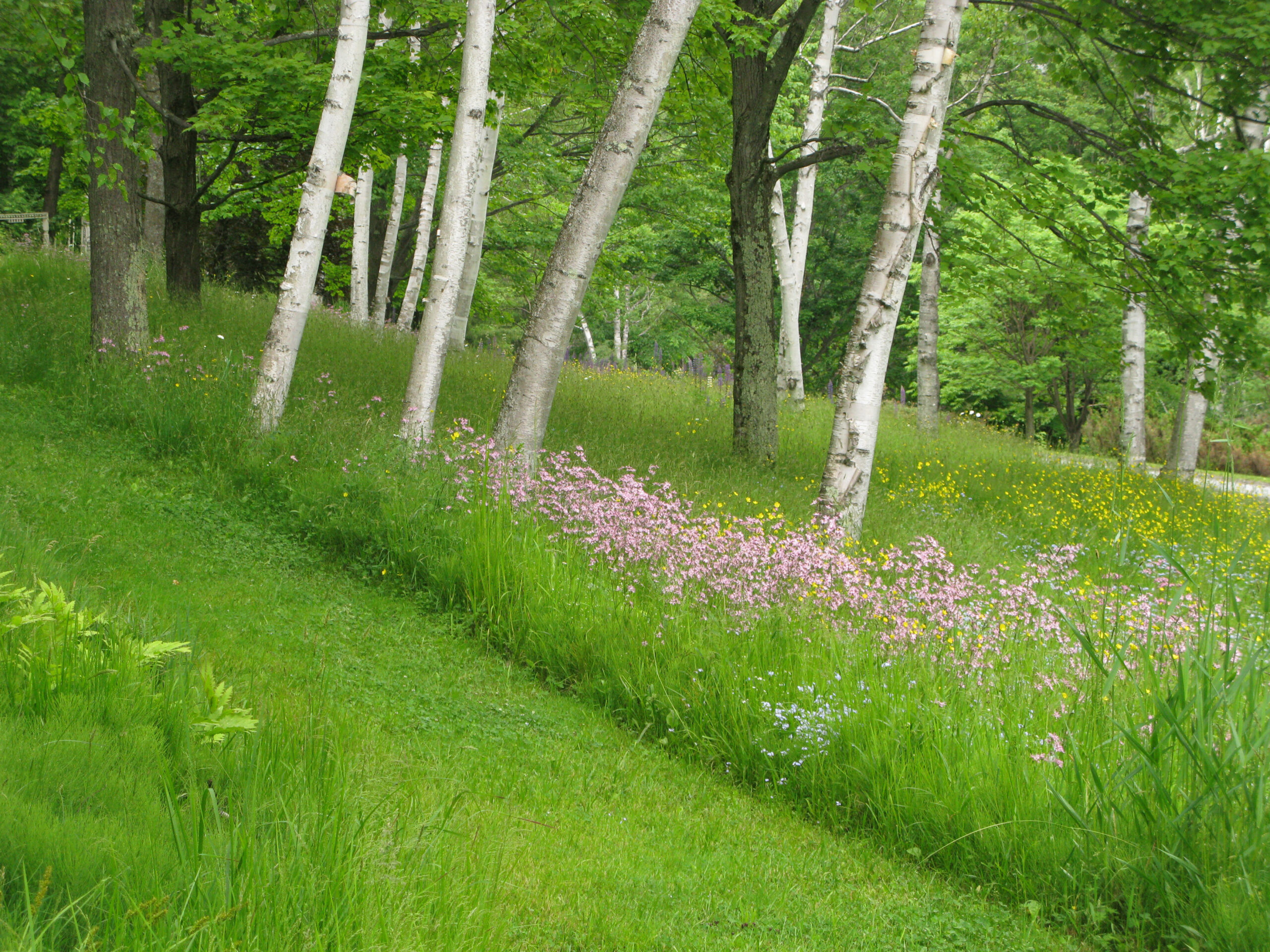 Ragged robin, lupins and buttercups edge the path that leads to the China Terrace, the re-creation of Glen Villa Inn. Ragged robin, lupins and buttercups edge the path that leads to the China Terrace, the re-creation of Glen Villa Inn.