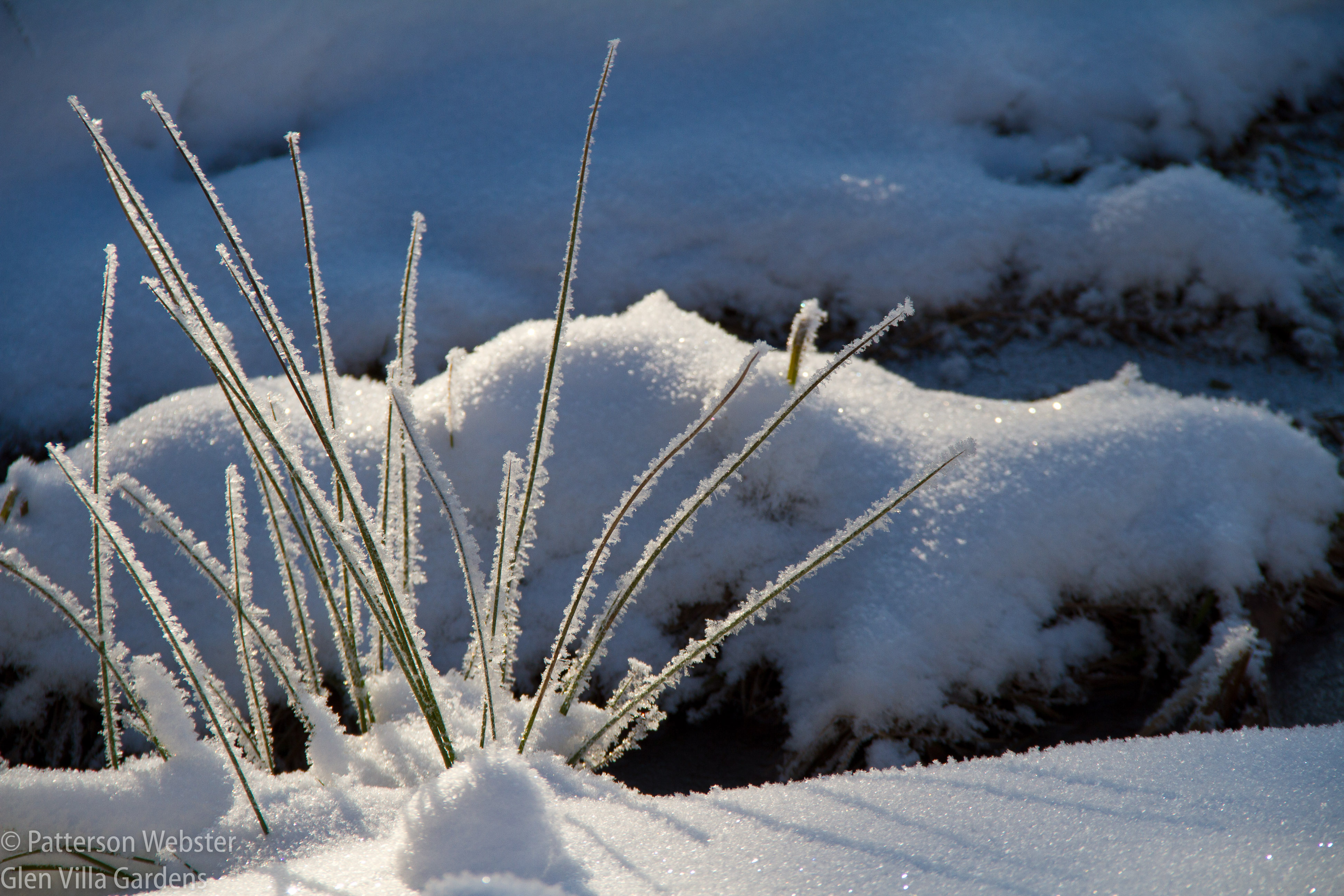 A simple clump of grass becomes a work of beauty when outlined by snow and sunlight. 