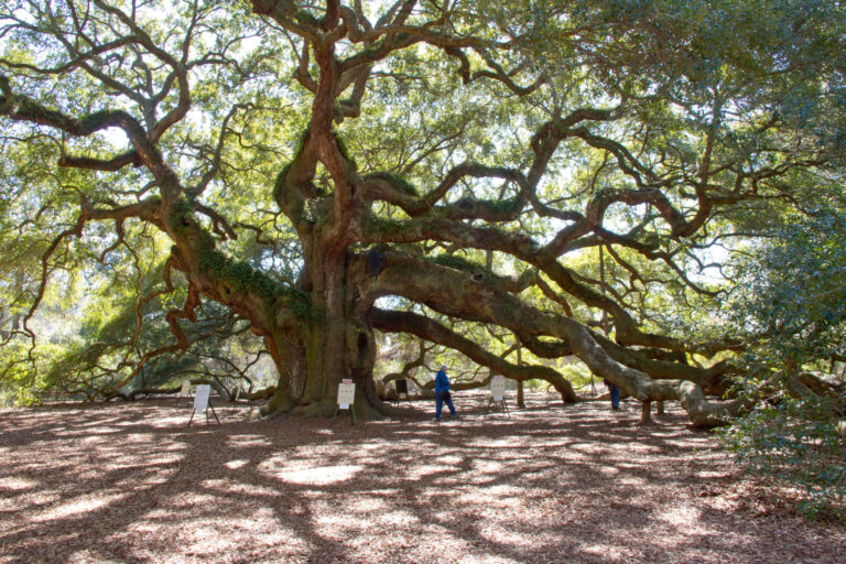 The Angel Oak is named after a family,