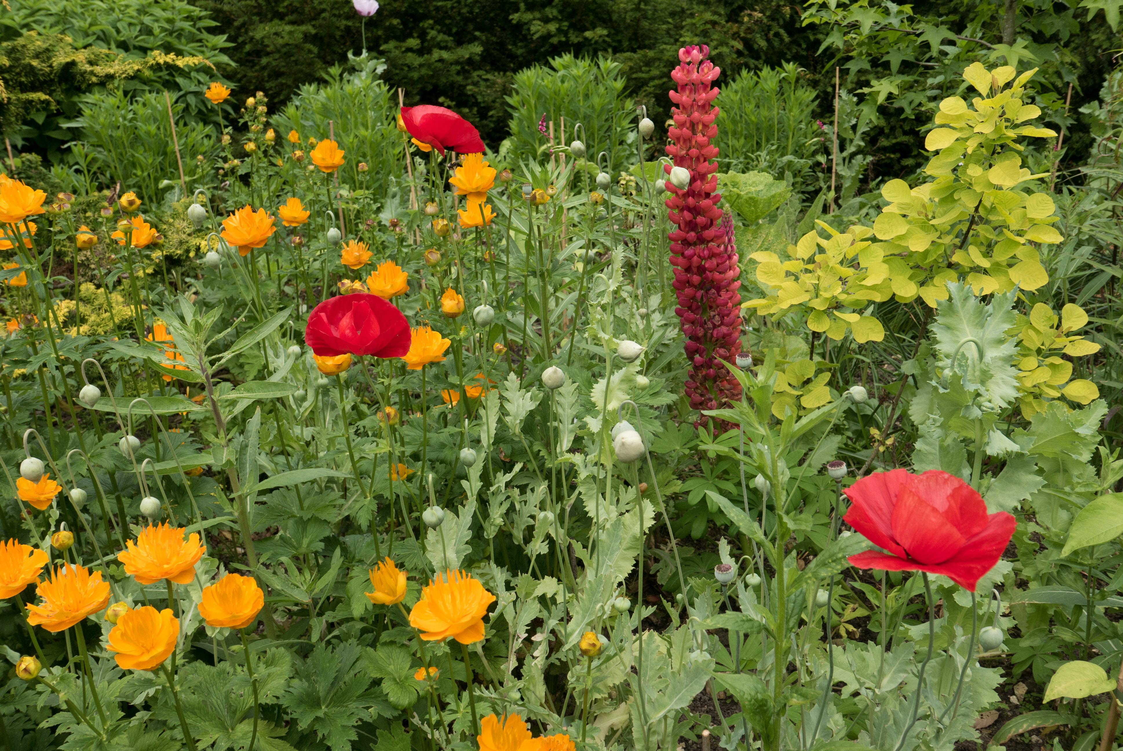 The richness of the plantings at Malverleys make this garden memorable.