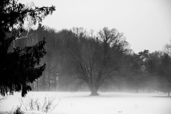 There was so little colour this morning that I took this photo in black and white.