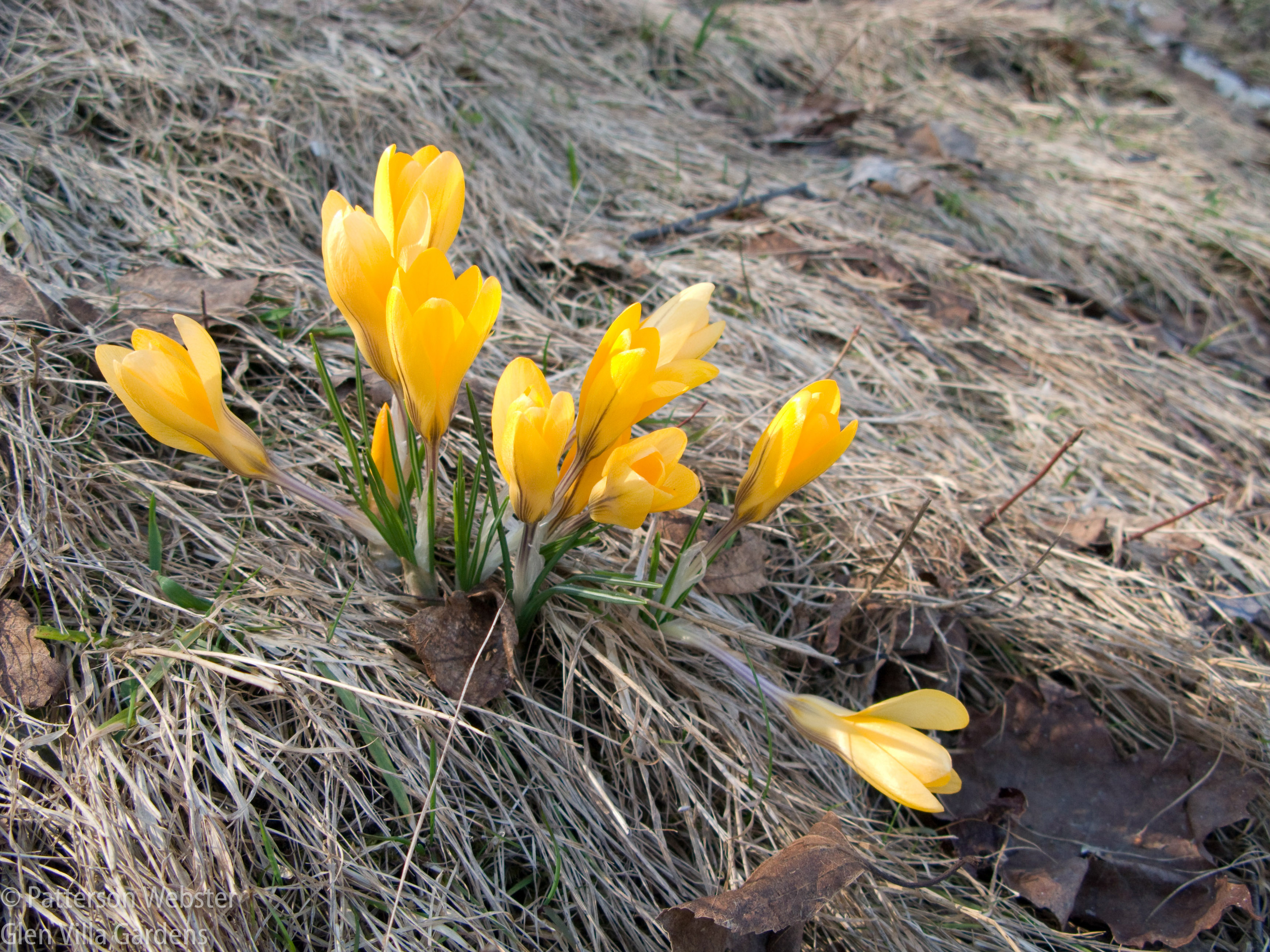 Yellow crocus are sunshine to the soul.