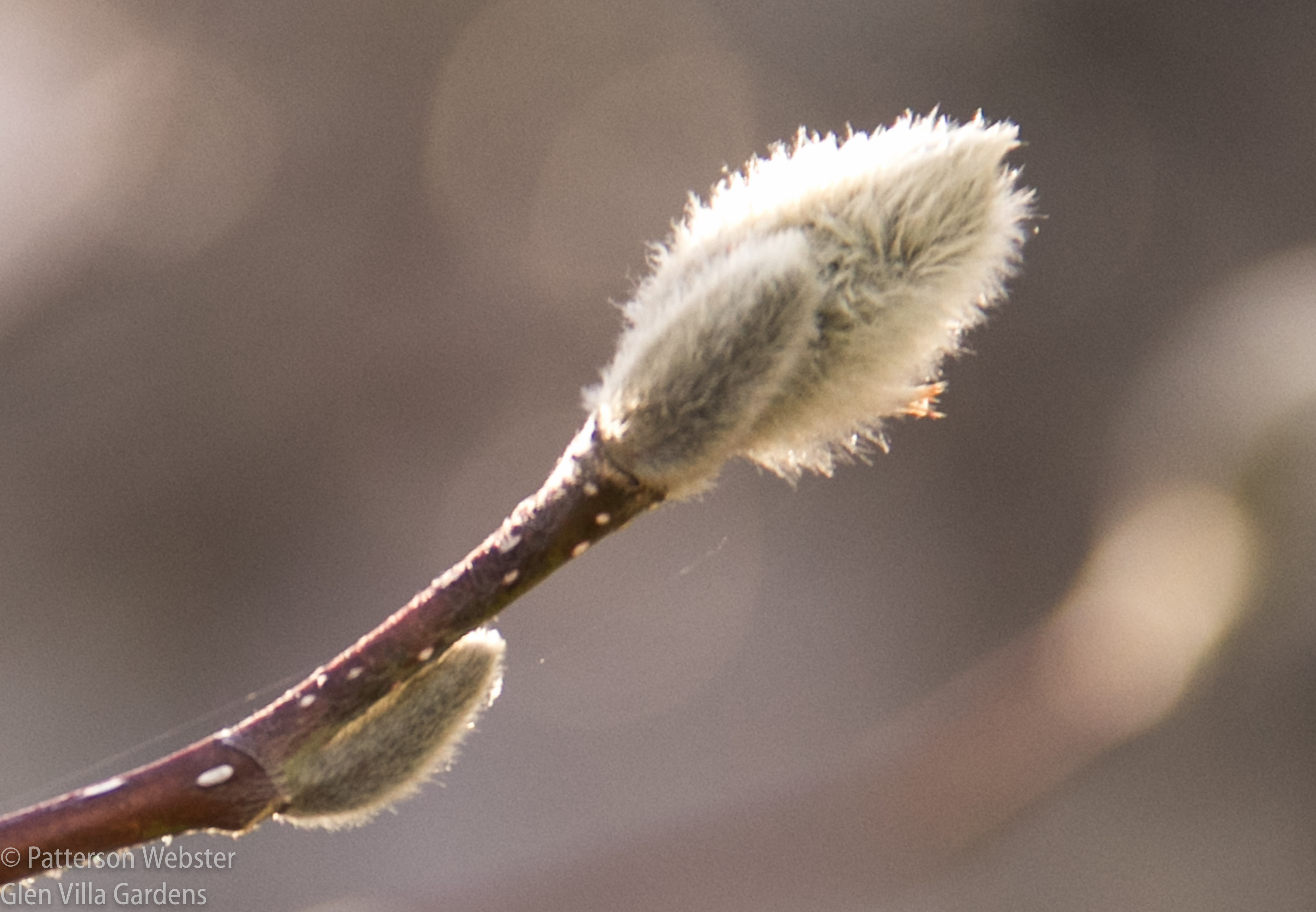 The buds of M. stellata, or star magnolia, begin to form not long after the blossom fades.