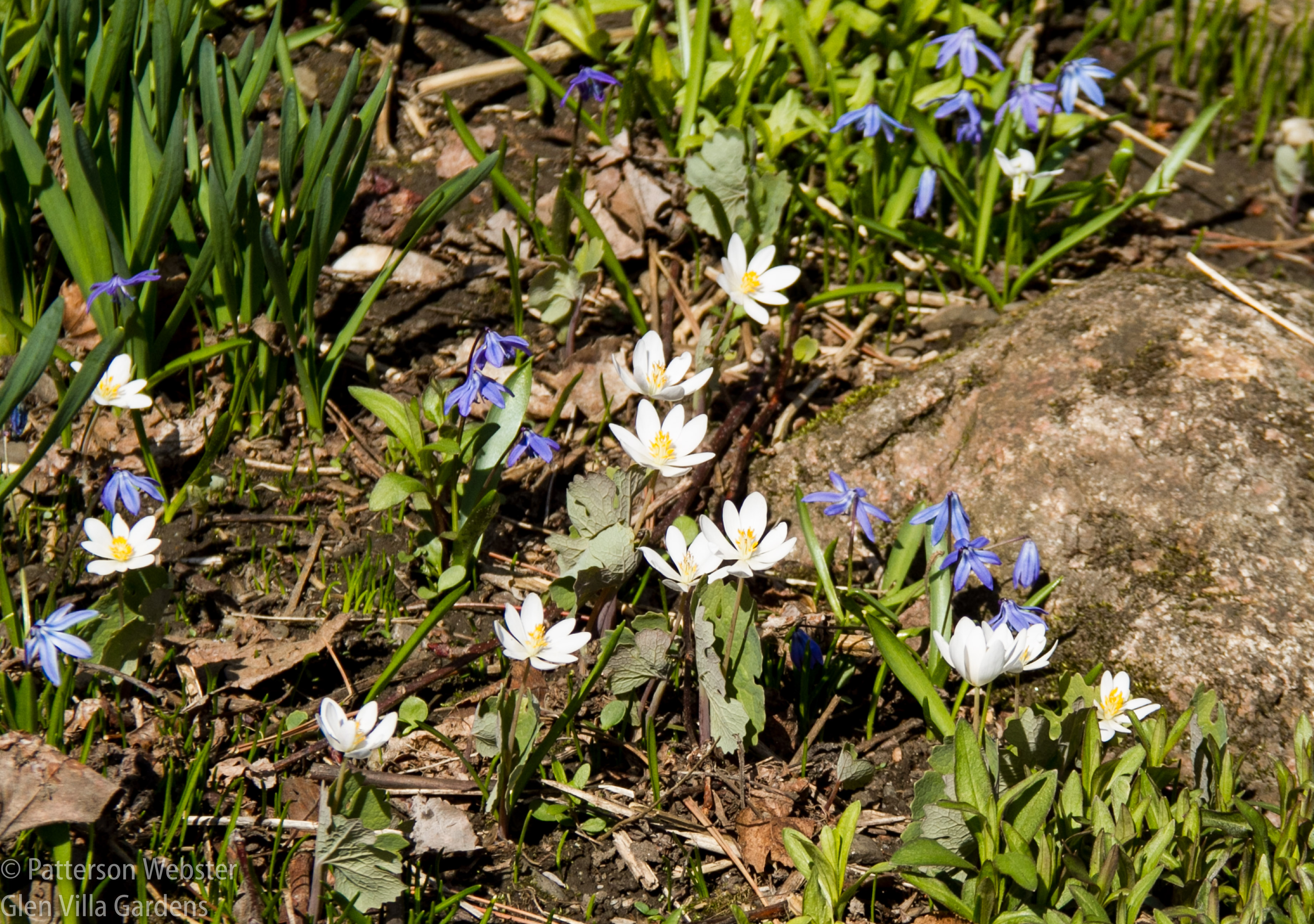 In April, this whole hillside is covered with blue and white.