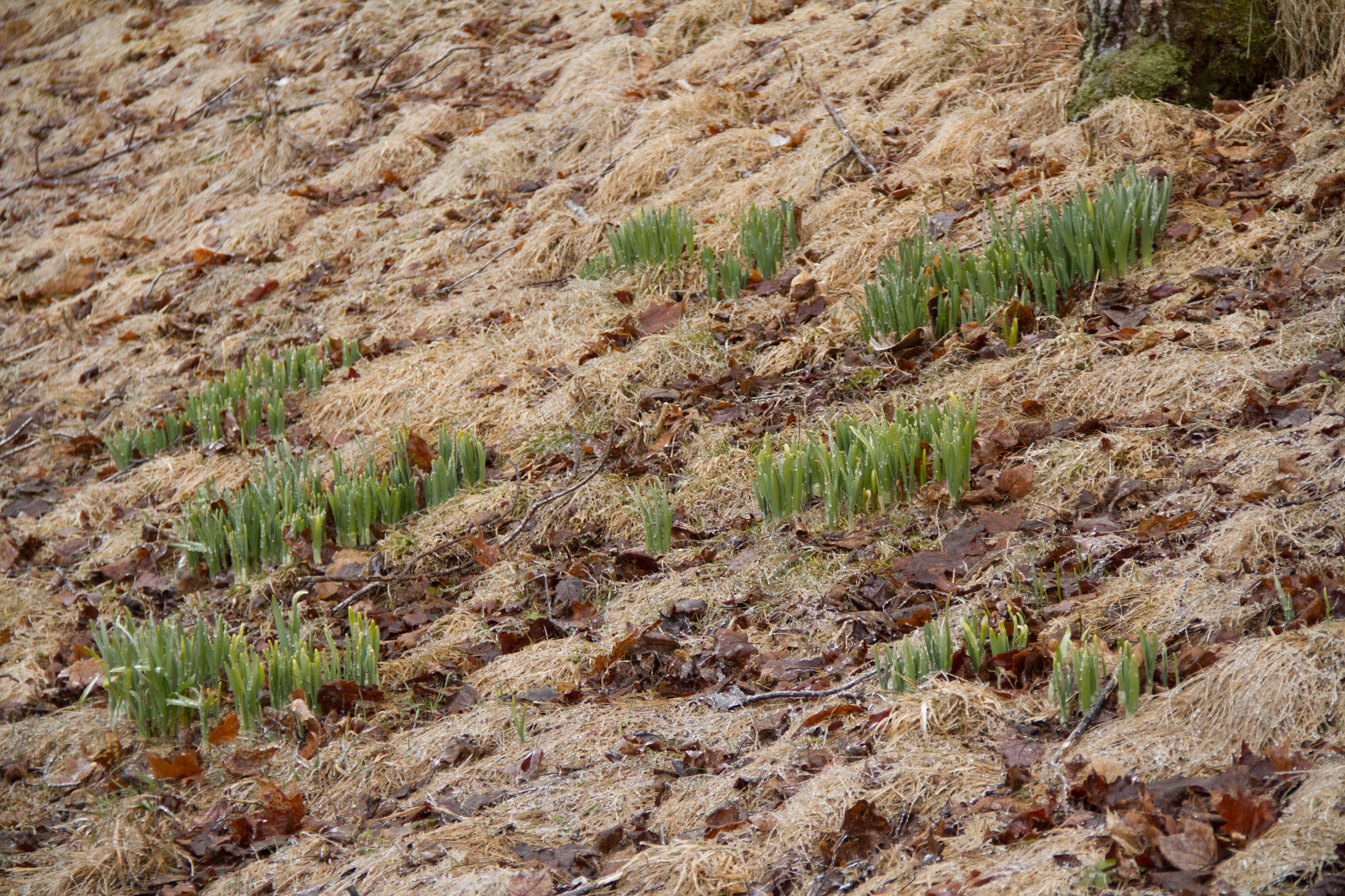 With sunny skies and rising temperatures predicted for the coming weekend, these daffodils may grow quickly.