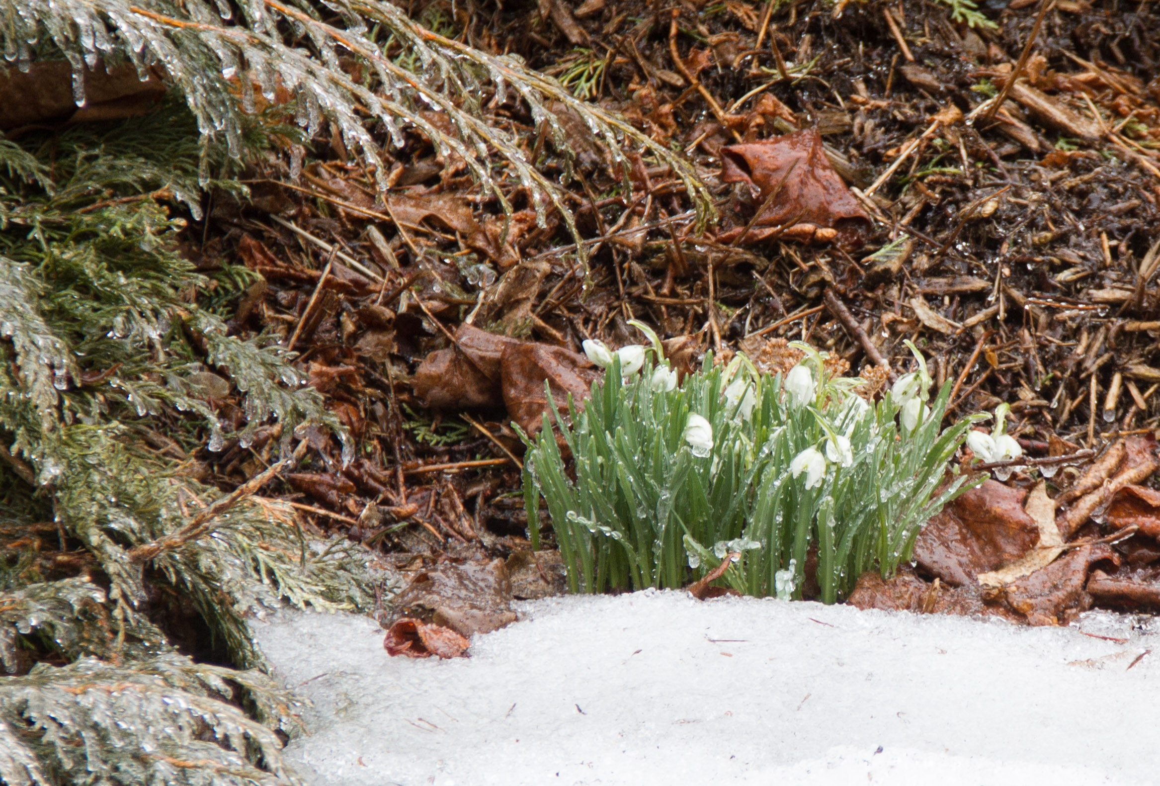 Poor little snowdrops, coated with ice from this morning