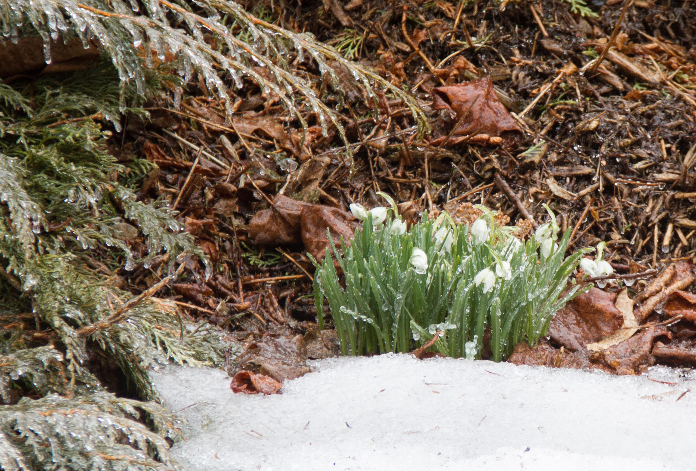 Poor little snowdrops, coated with ice from this morning's freezing rain.