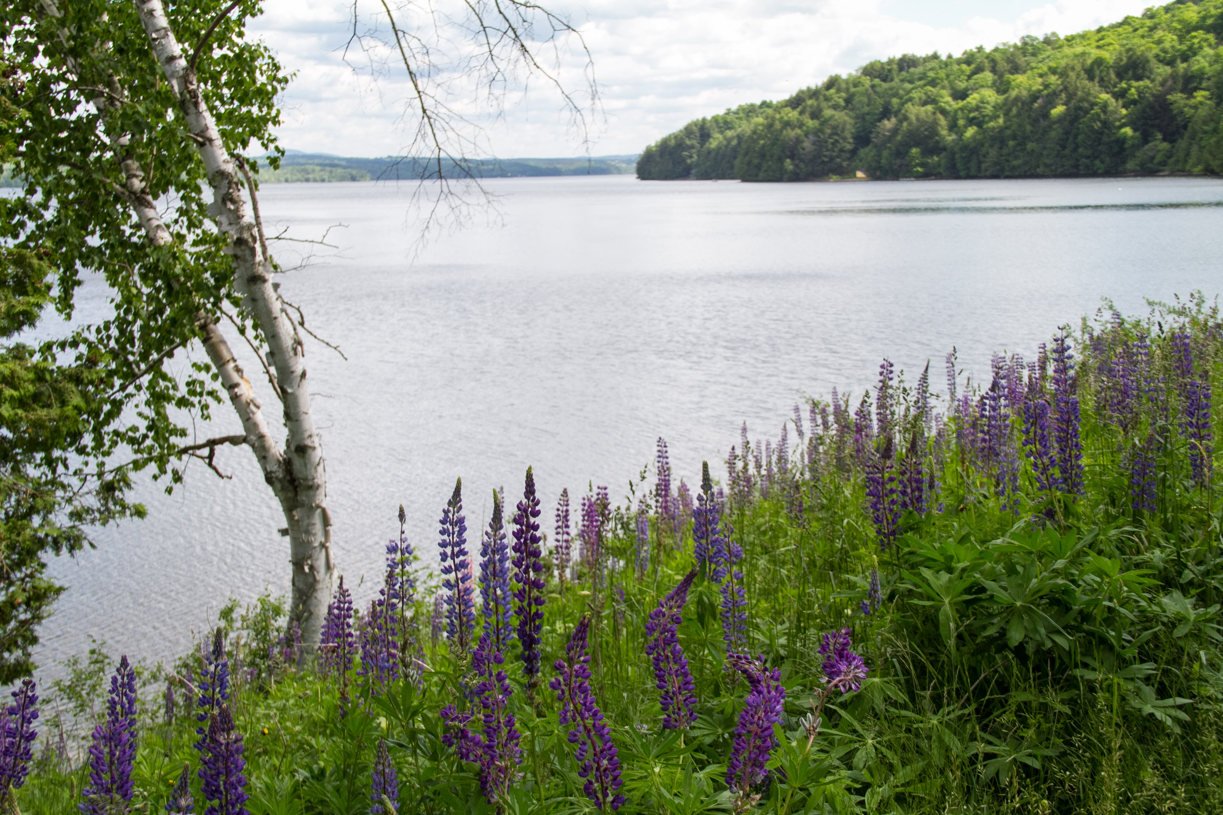 Lupin blooms wild on the bank of Lake Massawippi.