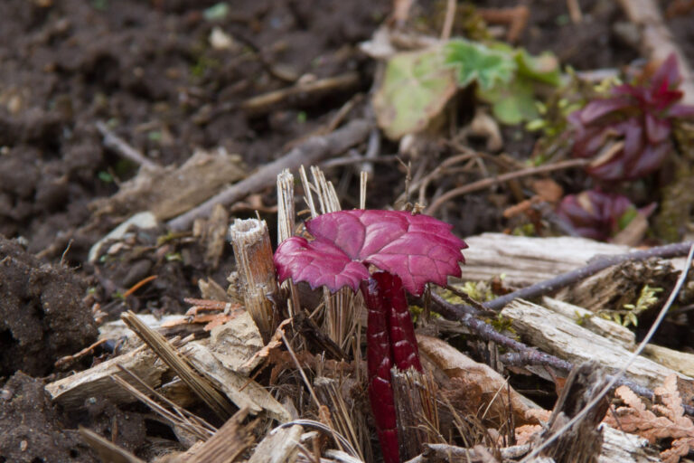 I think this is Heuchera