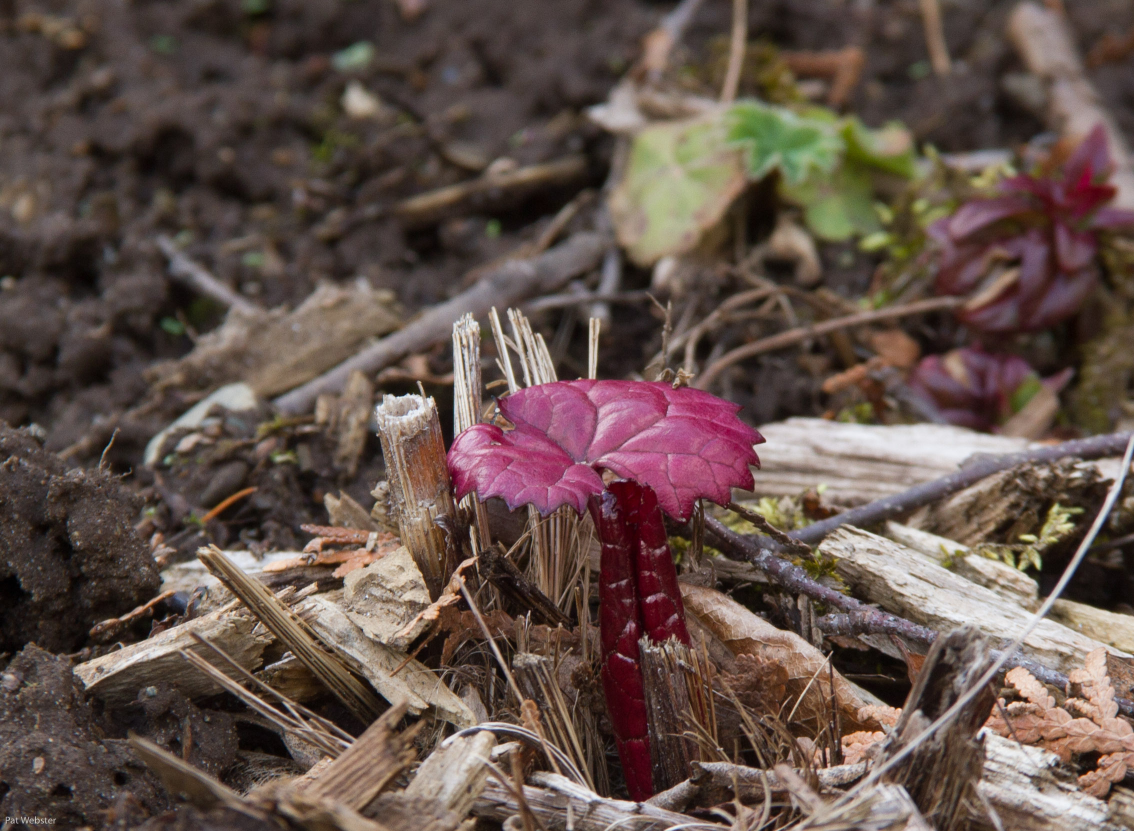 I think this is Heuchera