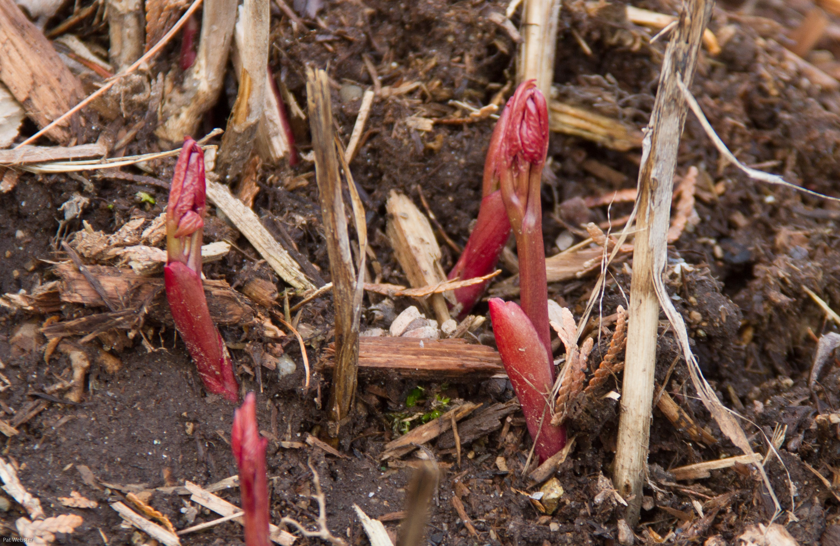 Peony shoots just emerging are a gorgeous shade of red.