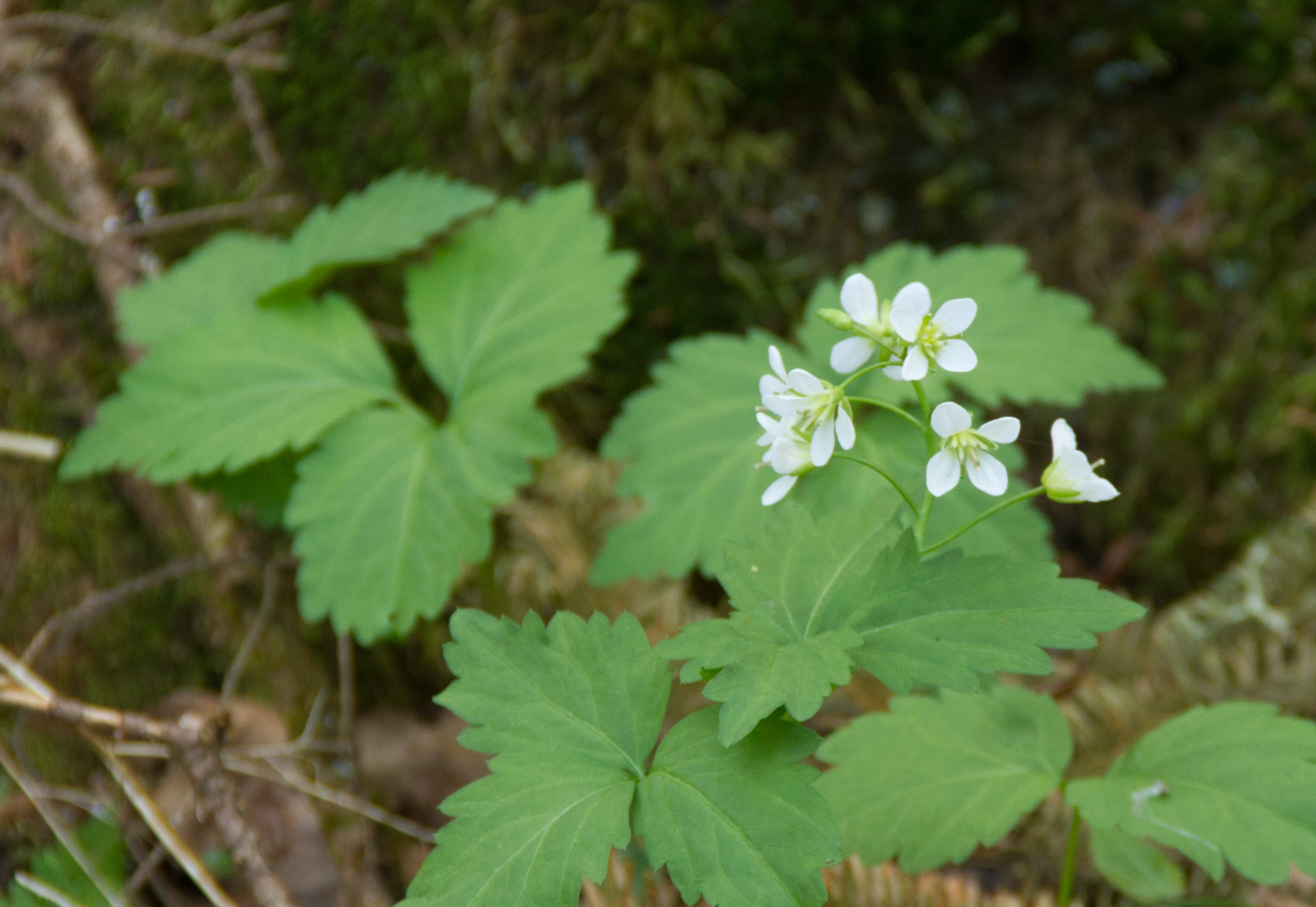 cardamine diphylla (1 of 1)